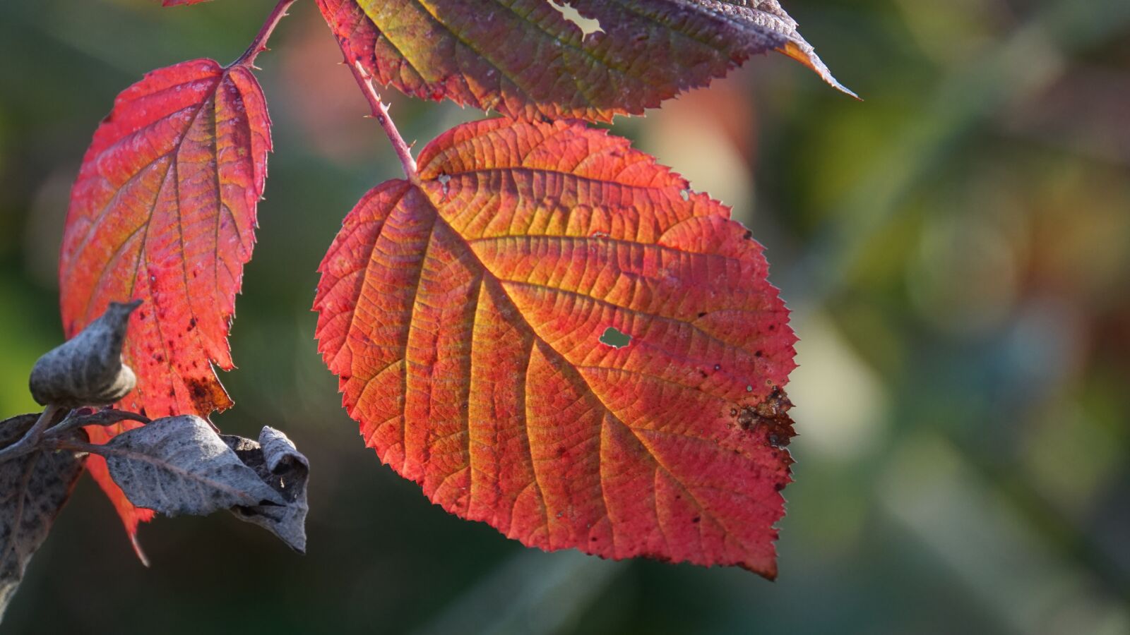 Sony a6000 sample photo. Autumn, leaves, nature photography