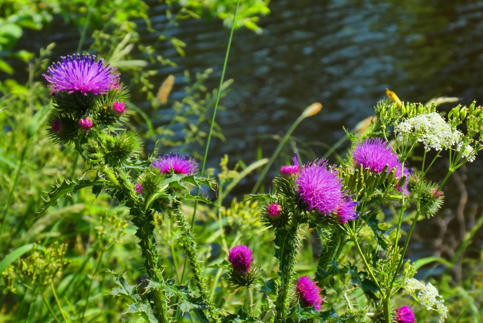Panasonic Lumix DC-ZS70 (Lumix DC-TZ90) sample photo. Thistles, flowers, bloom photography