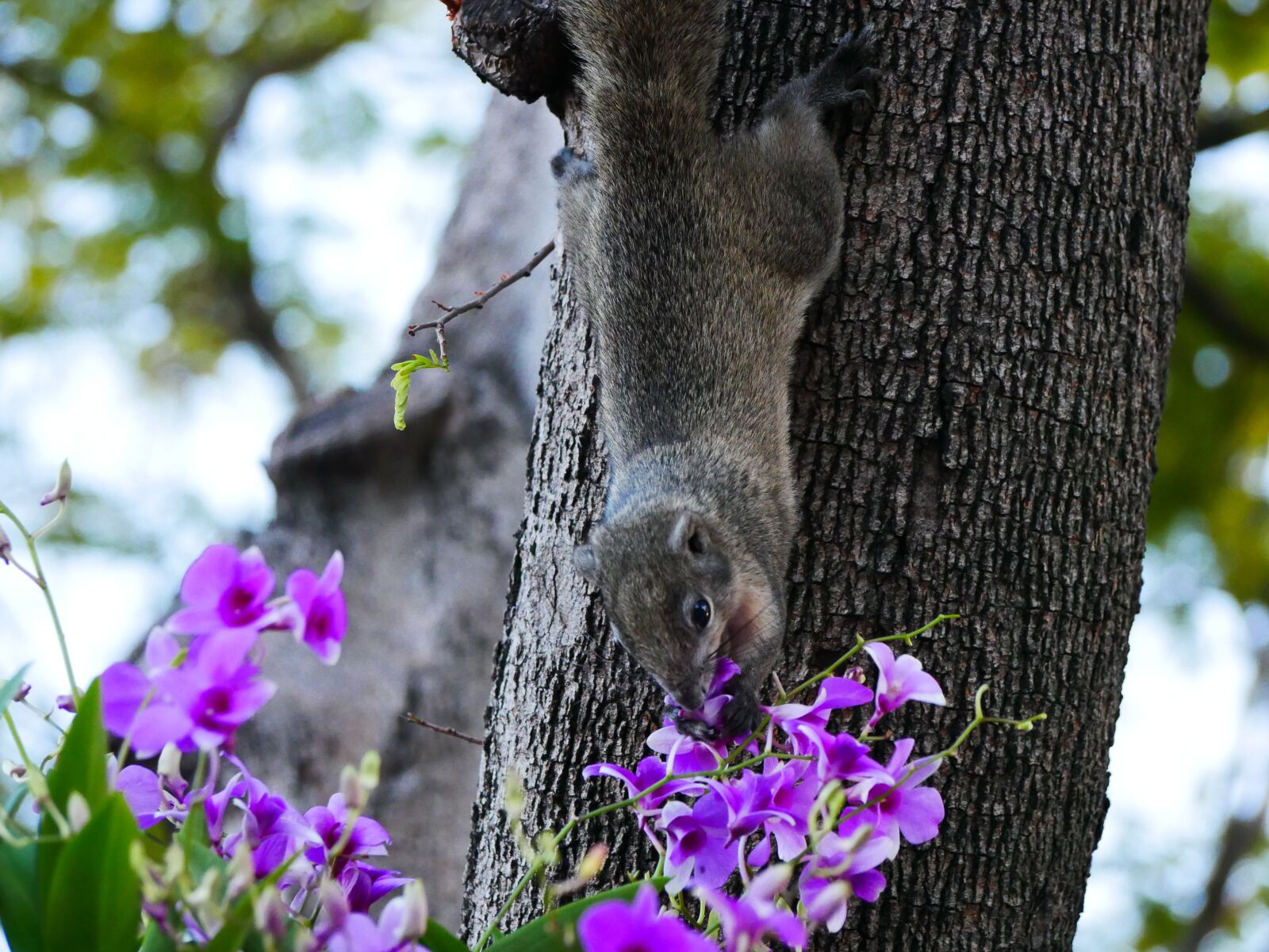 Panasonic Lumix DMC-G85 (Lumix DMC-G80) sample photo. Squirrel, nature, animal photography