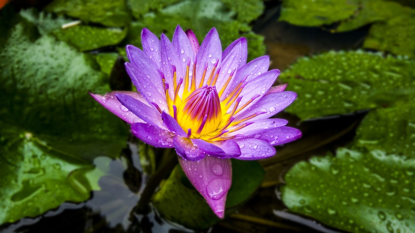 Xiaomi Redmi Note3 sample photo. Flower, colorful, nature photography