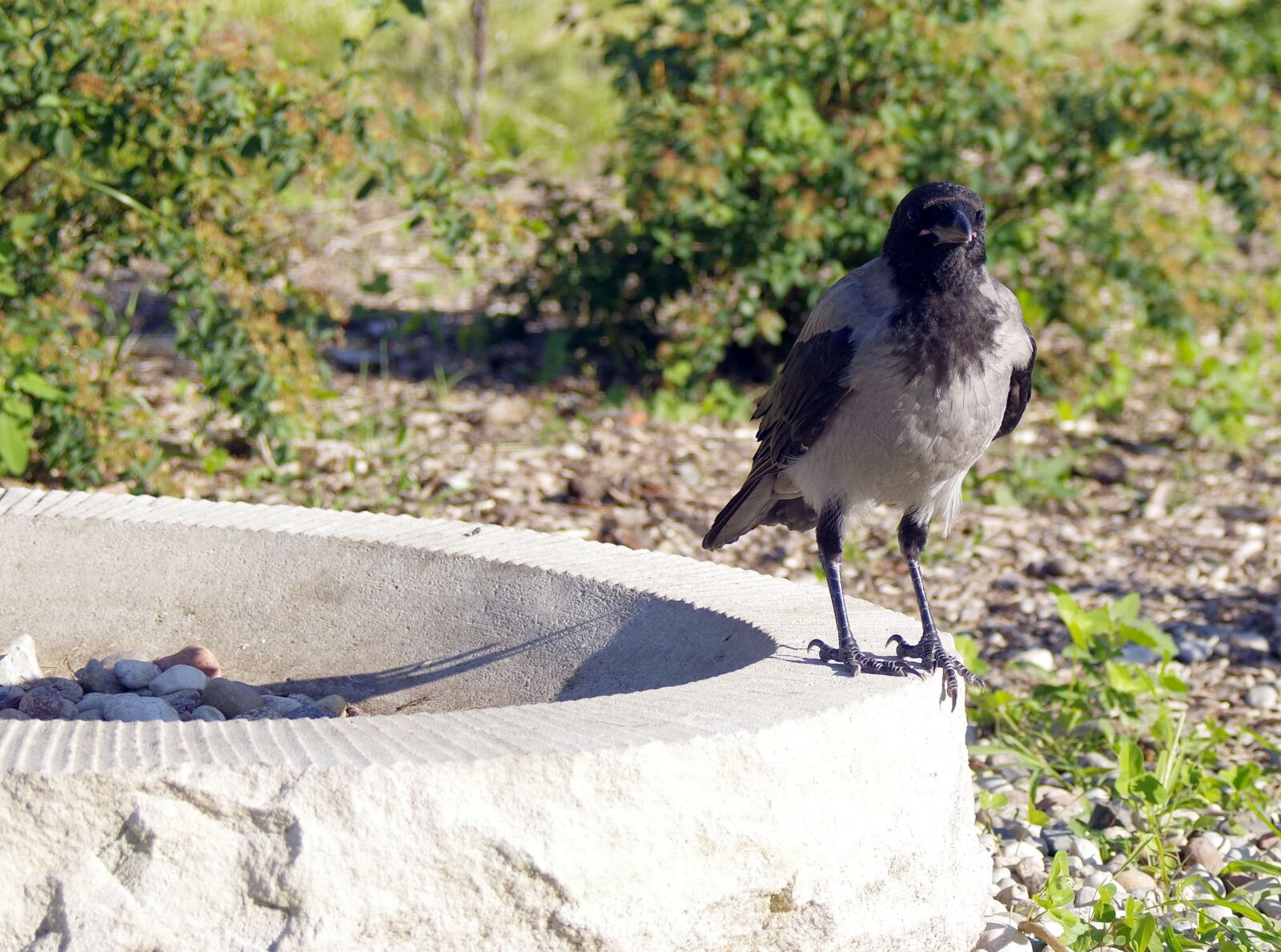 Pentax K-S2 sample photo. Crow, crows, bird photography