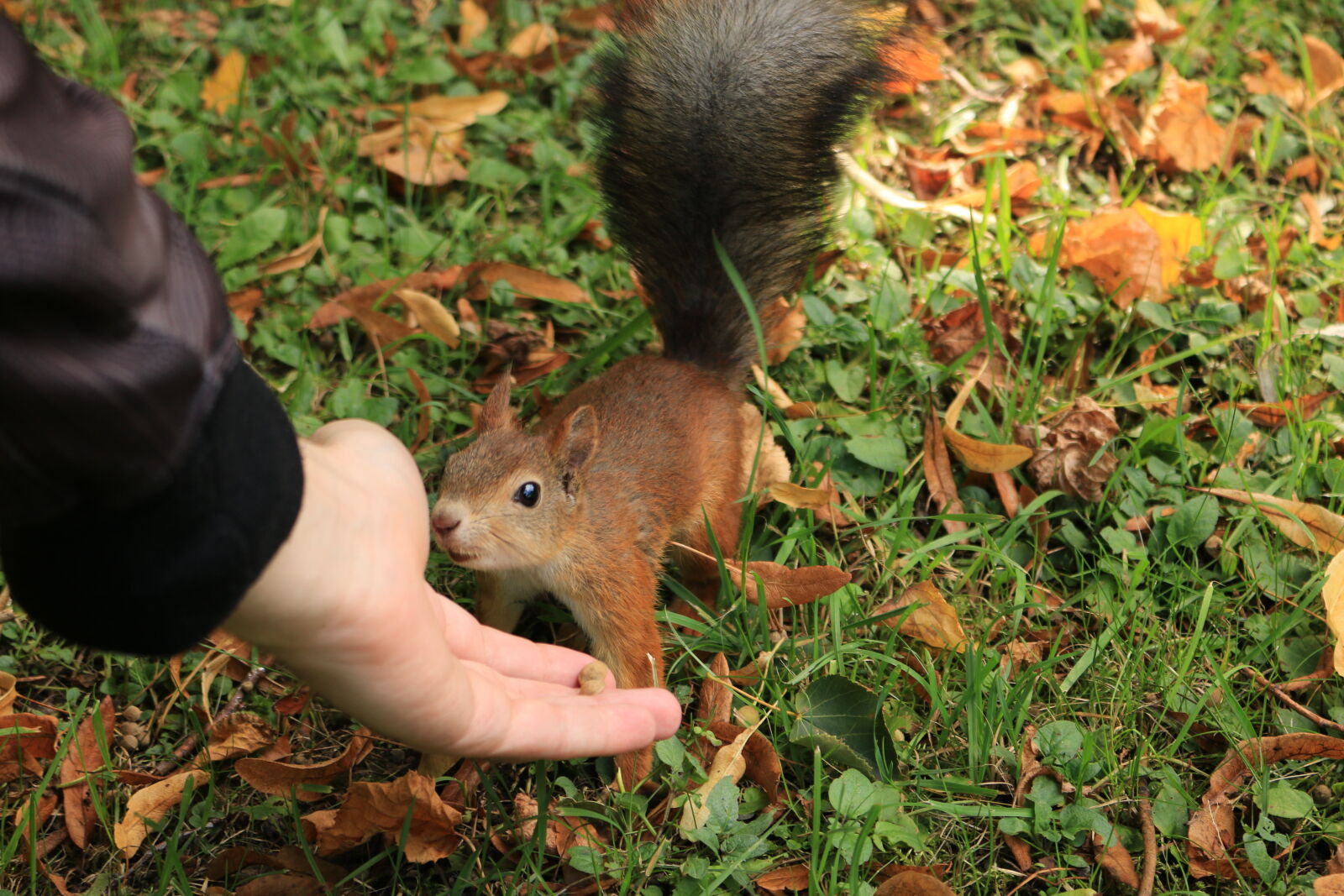 Canon EOS 70D sample photo. Autumn, squirrel photography