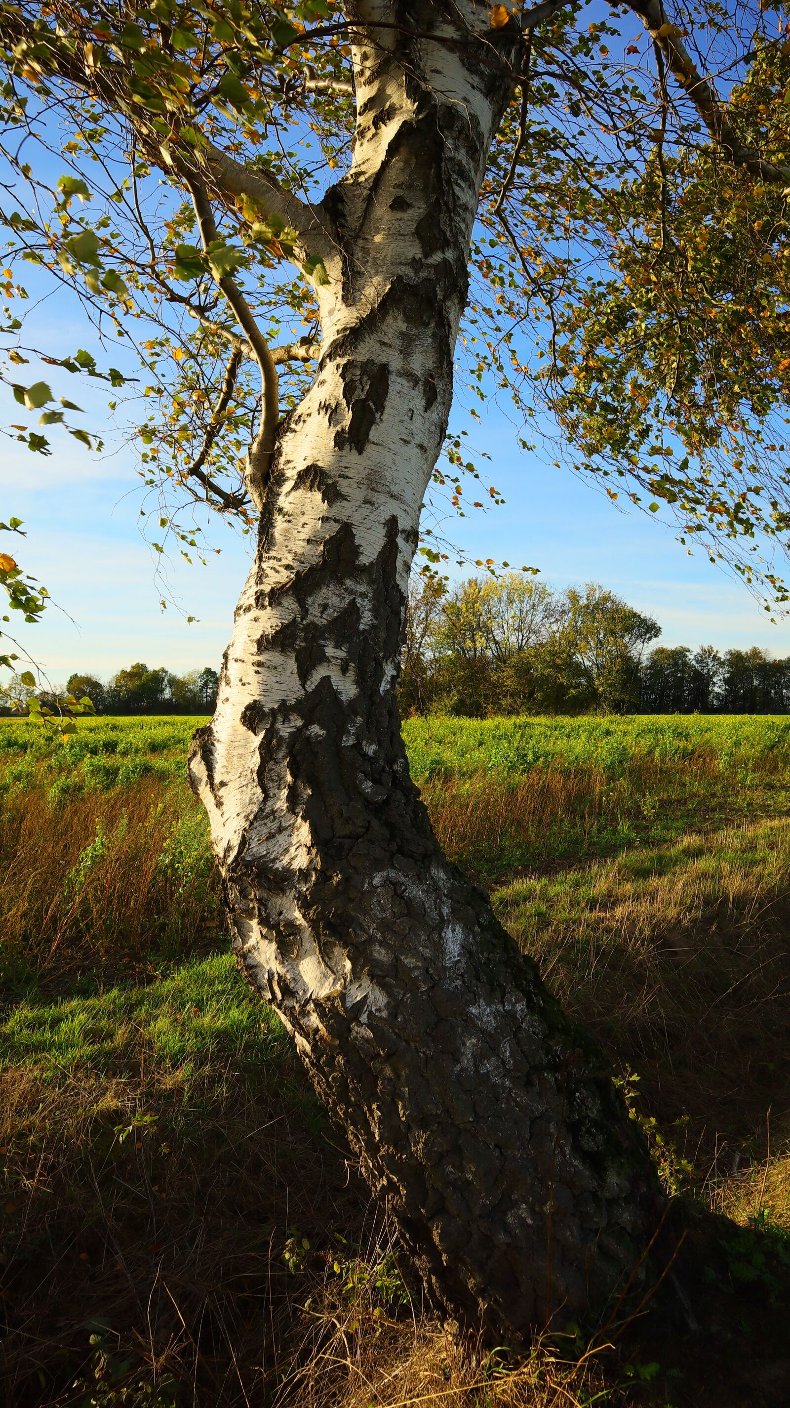 Canon EF-M 15-45mm F3.5-6.3 IS STM sample photo. Birch, tree, landscape photography