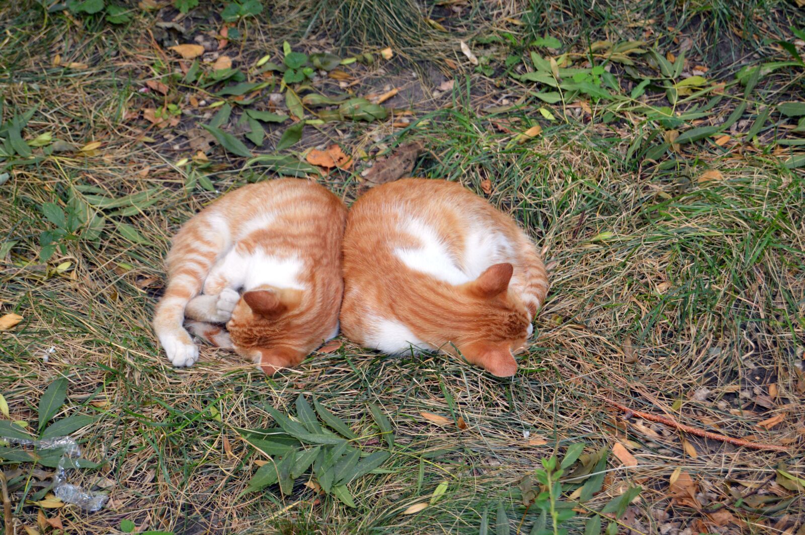 Nikon D3200 sample photo. Cat, animal, pet photography