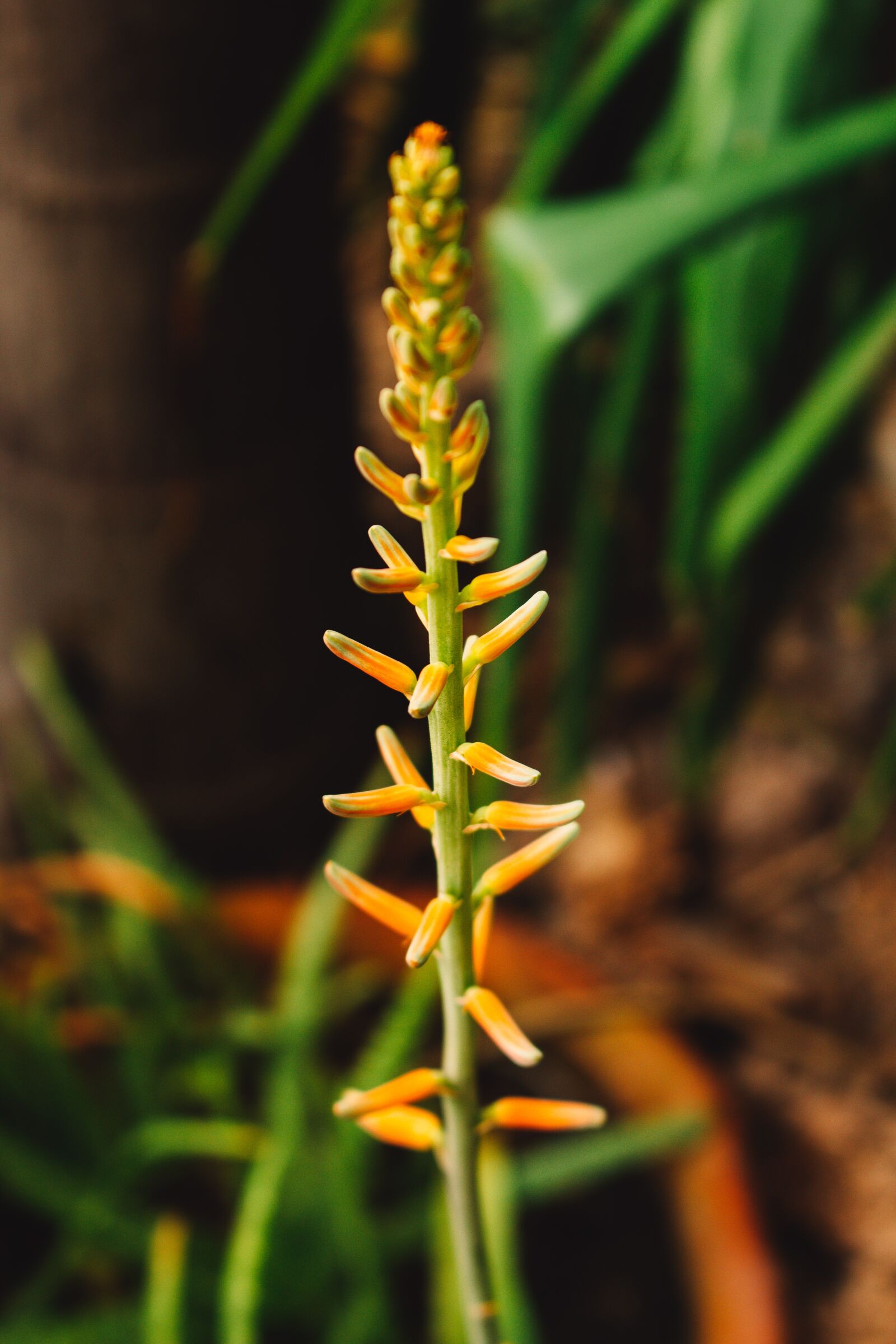 Canon EOS 700D (EOS Rebel T5i / EOS Kiss X7i) sample photo. Elite, flower, wonderful photography