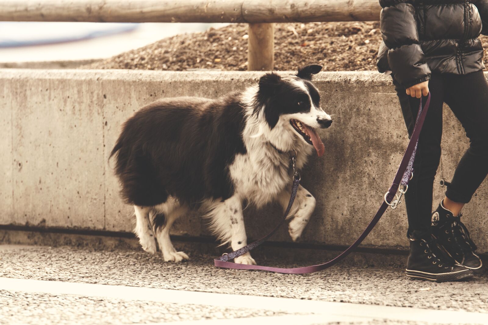 Nikon D5300 sample photo. Dog, leash, walk photography