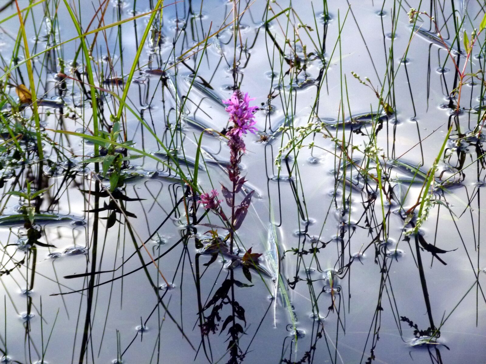 Panasonic Lumix DMC-FZ100 sample photo. Loosestrife, invasive, flower photography