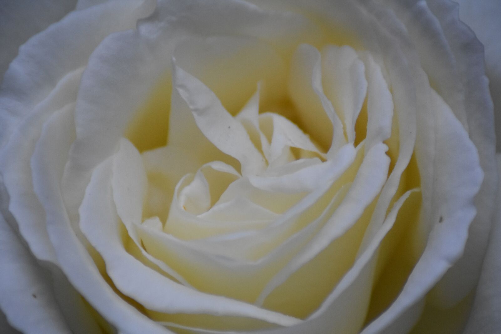 Nikon D3400 sample photo. White, flower, macro photography