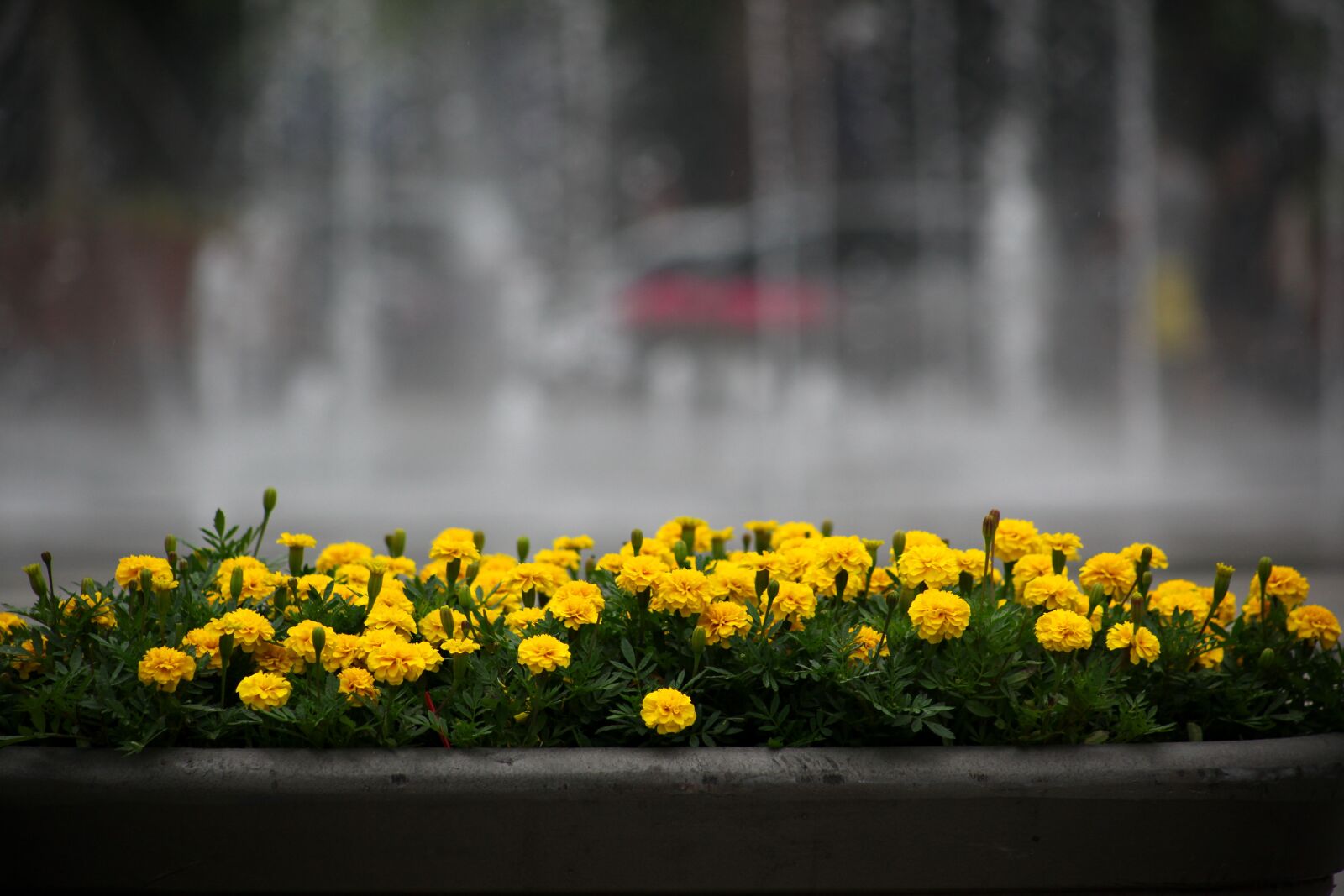 Canon EOS 5D Mark II sample photo. Flowers, fountain, park photography