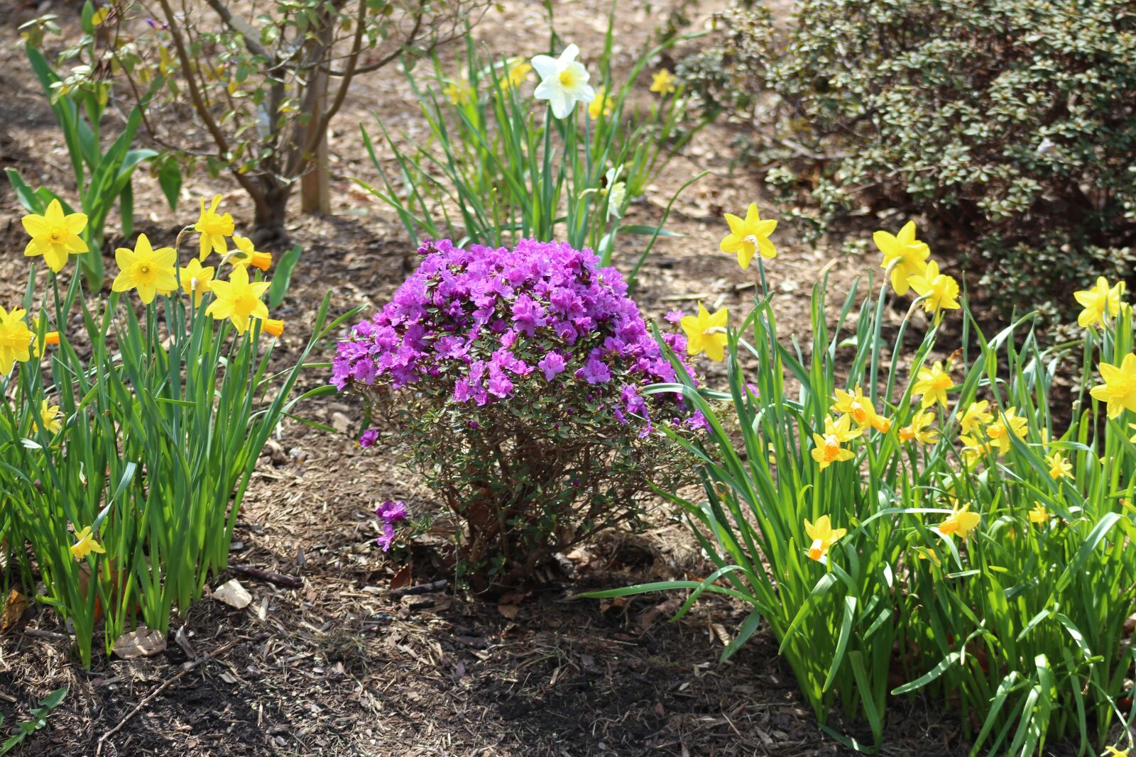 Canon EOS 700D (EOS Rebel T5i / EOS Kiss X7i) + Canon EF 75-300mm f/4-5.6 USM sample photo. Nature, spring, flowers photography