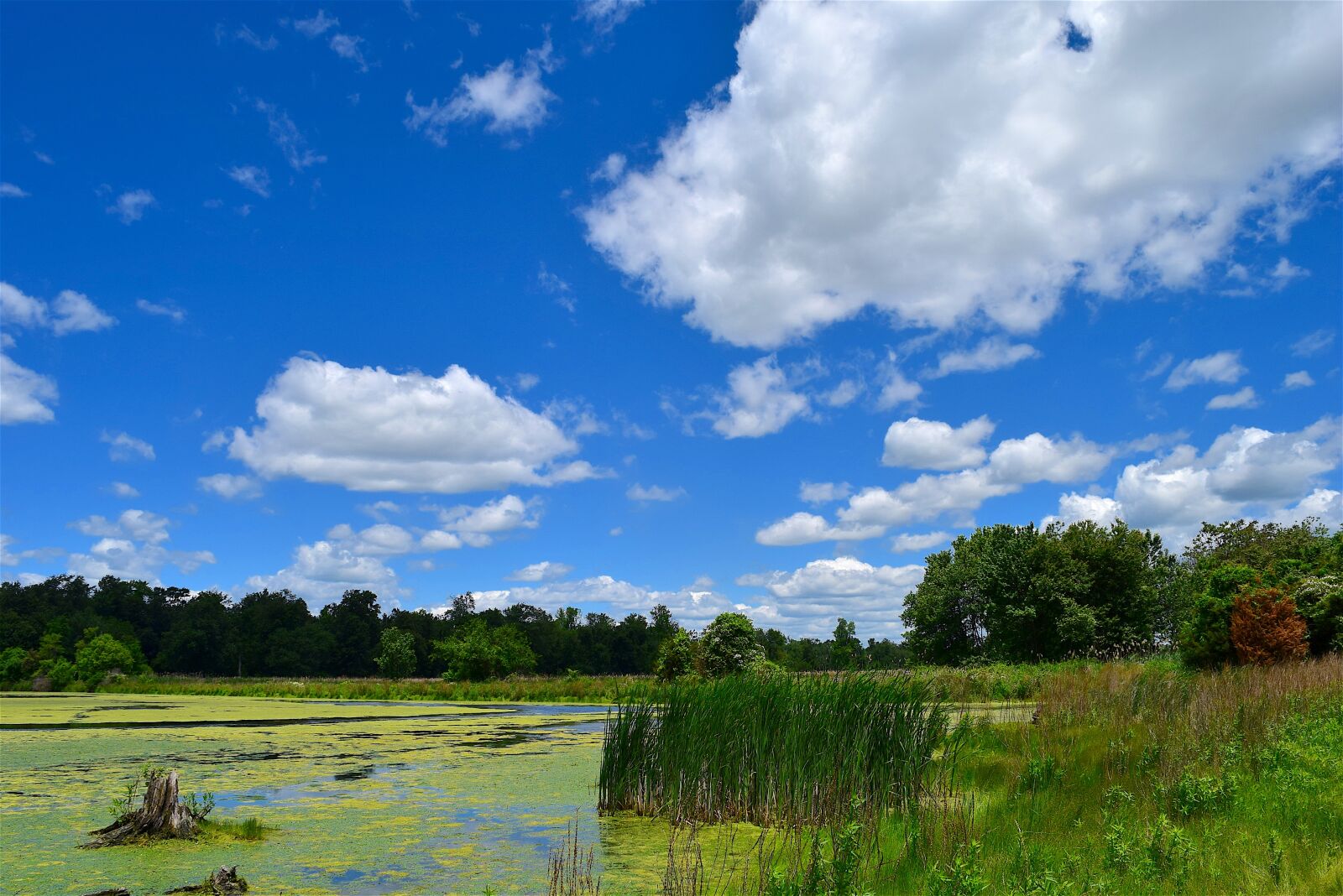 Nikon D3300 sample photo. Swamp, reeds, clouds photography