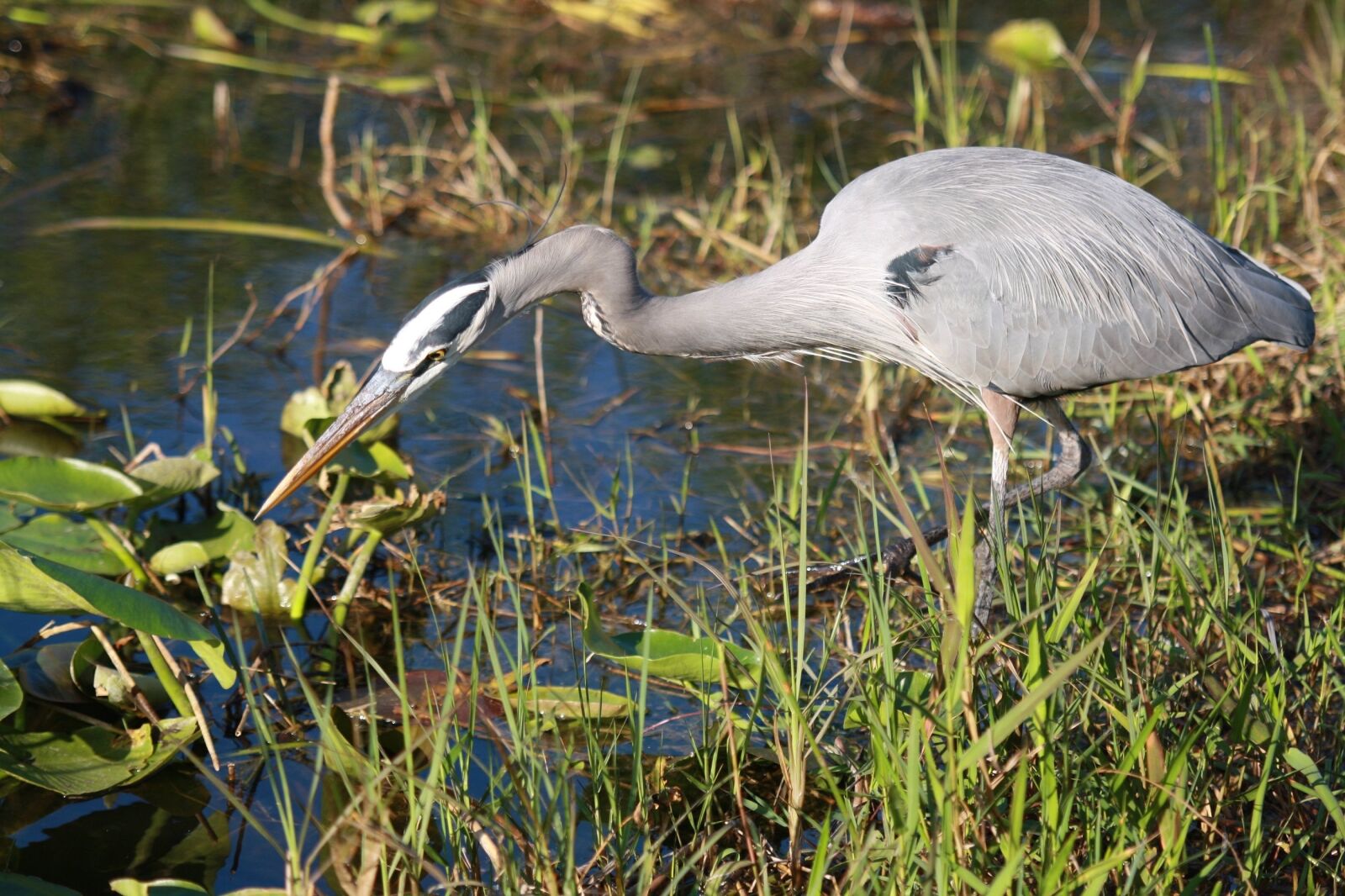 Canon EOS 1000D (EOS Digital Rebel XS / EOS Kiss F) sample photo. Great blue heron, bird photography