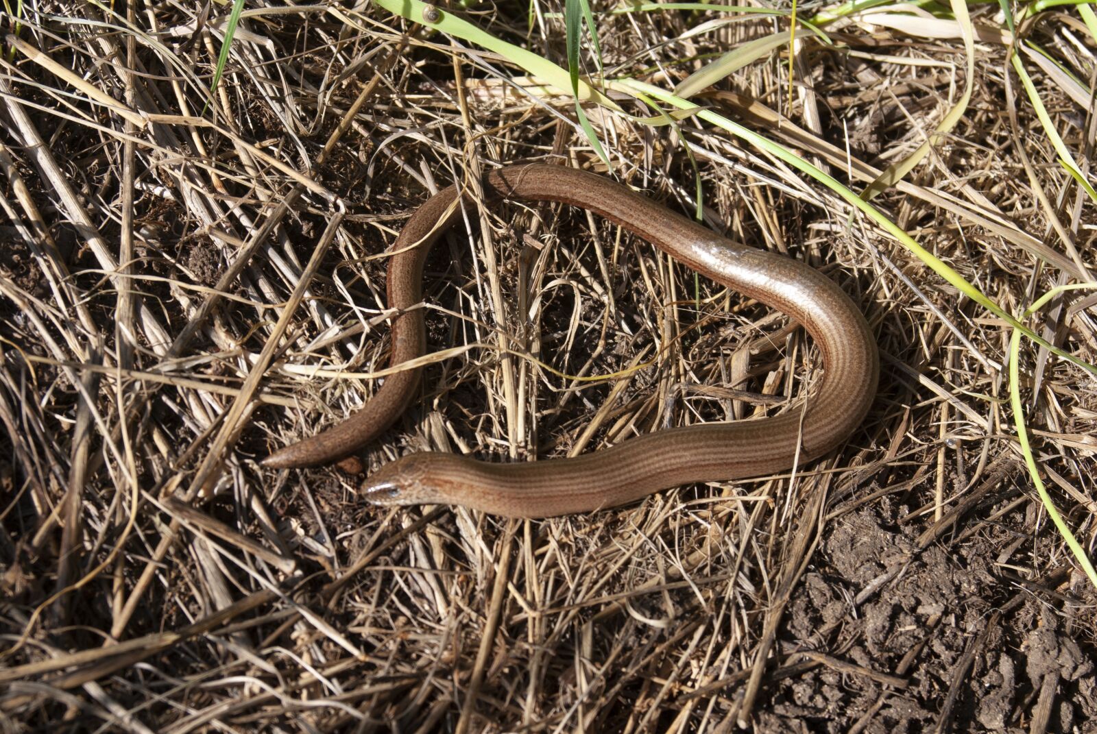 Nikon D80 sample photo. Slow worm, reptile, england photography