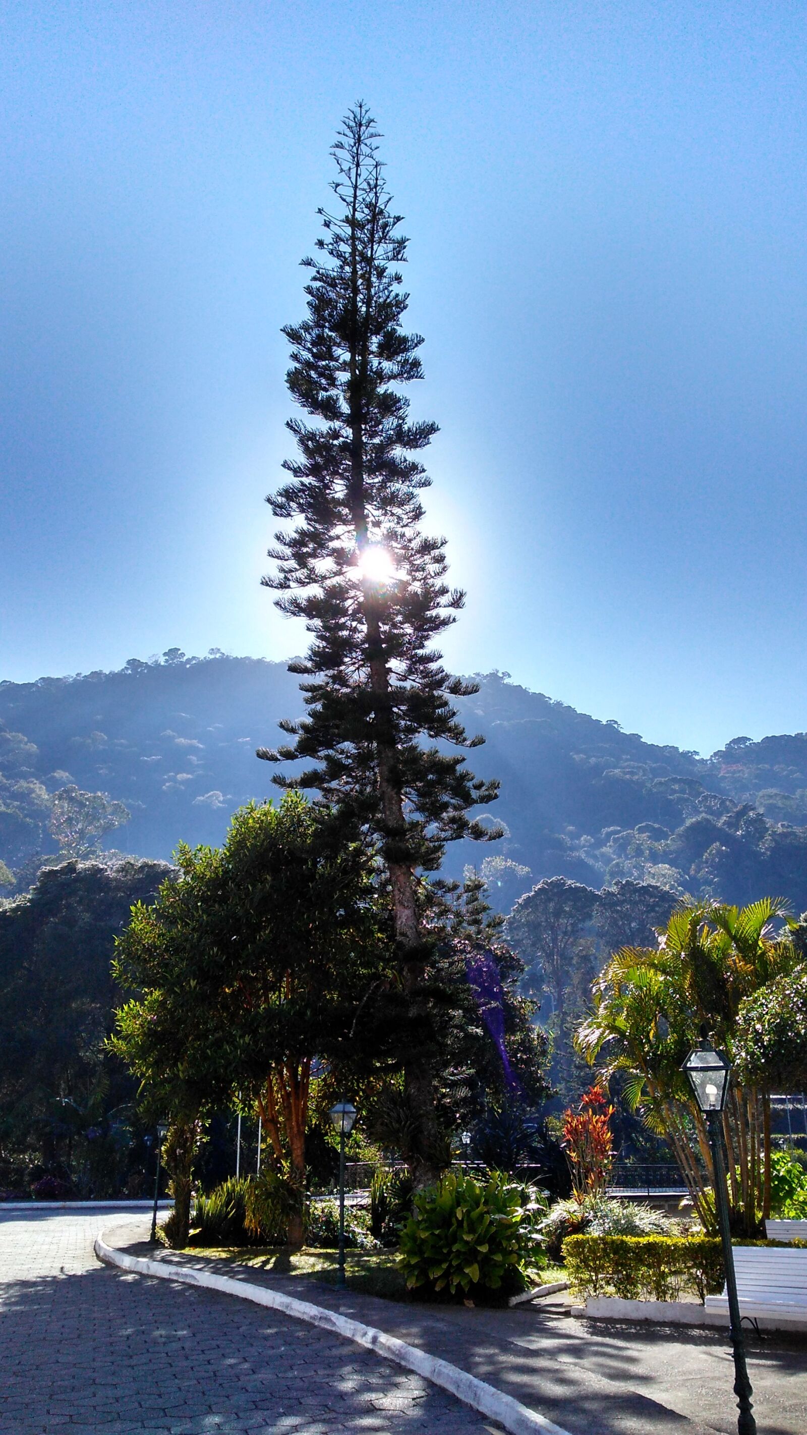 Motorola Moto G Play sample photo. Pinheiro, sky, sol photography