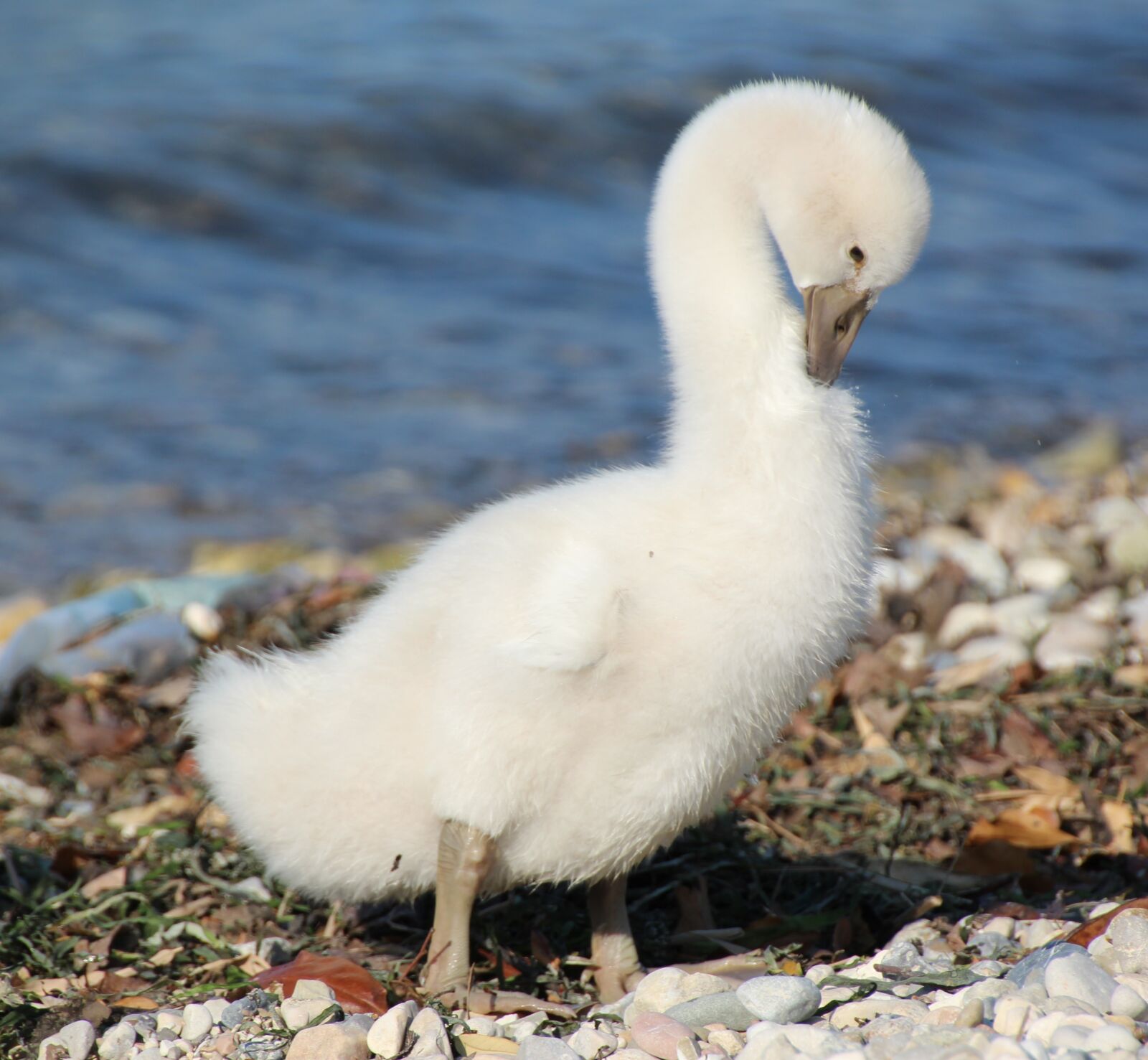 Canon EOS 1200D (EOS Rebel T5 / EOS Kiss X70 / EOS Hi) sample photo. Young swan, white, water photography