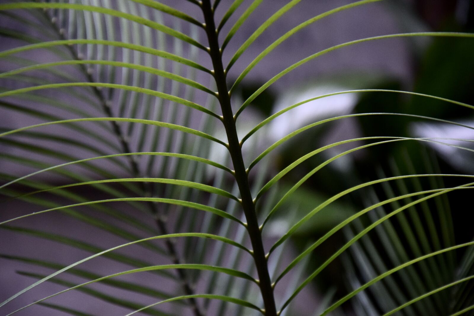 Nikon D3300 sample photo. Botanical, green, sheet photography