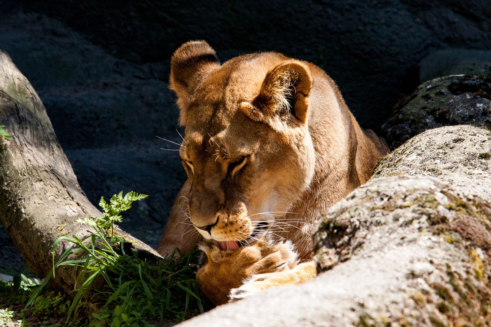 Canon EOS 50D sample photo. Lion, lioness, female photography