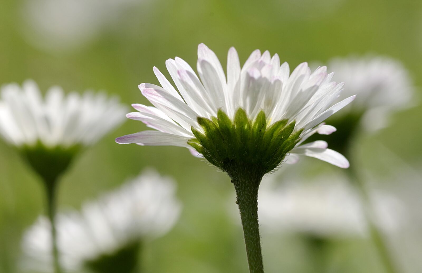 Pentax K-S2 sample photo. Daisies, flowers, the beasts photography