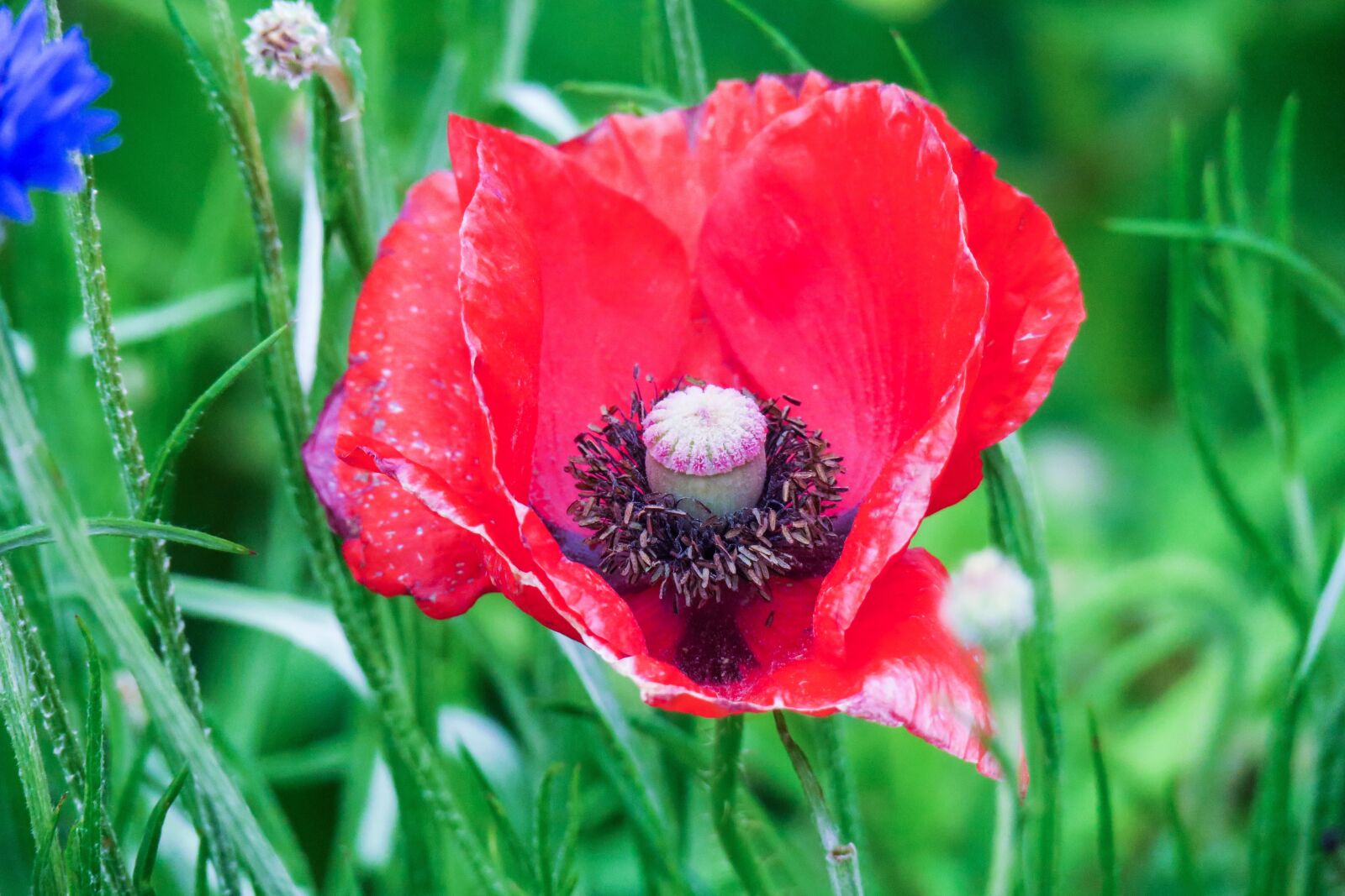Canon PowerShot G3 X sample photo. Poppy, plant, nature photography