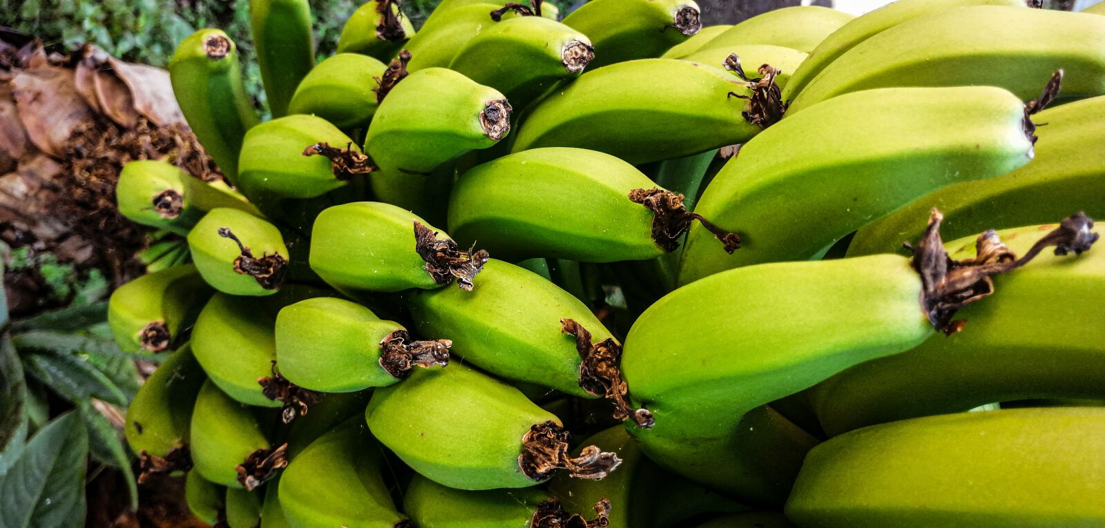 HUAWEI SNE-LX3 sample photo. Bananas, banana tree, fruit photography
