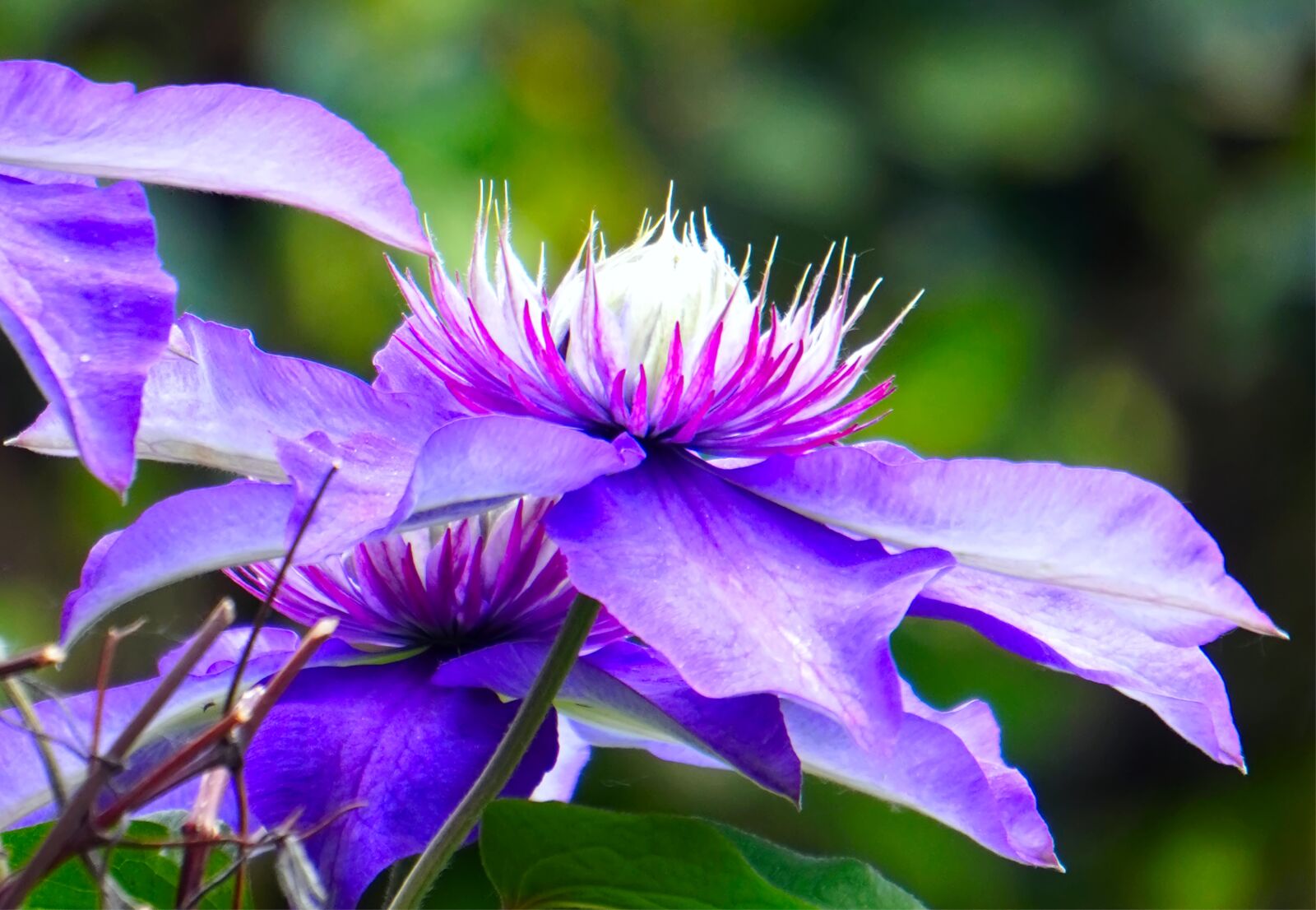 Sony a6400 + Sony E 55-210mm F4.5-6.3 OSS sample photo. Clematis, flower, blossom photography