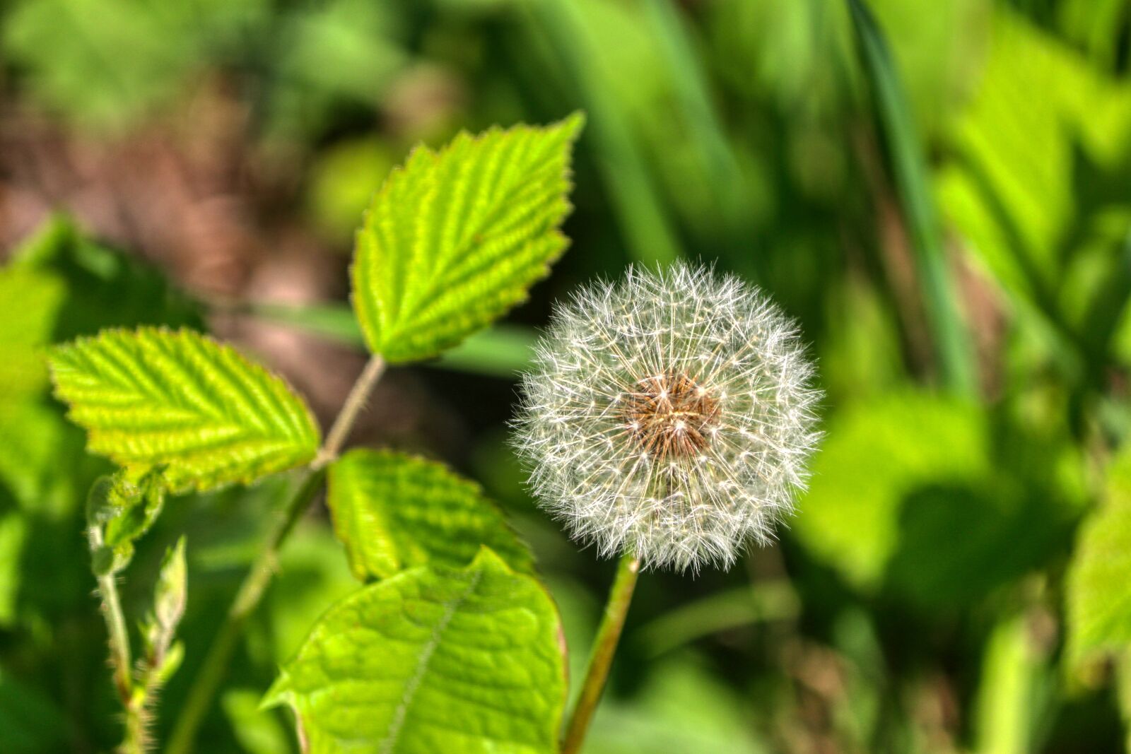 Canon EOS 80D sample photo. Dandelion, seeds, nature photography