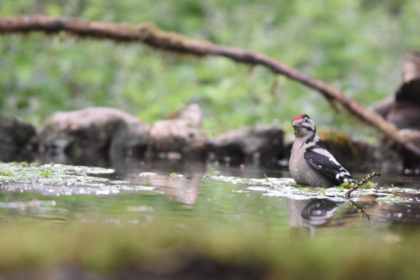 Nikon D5600 sample photo. Woodpecker, bird, pic photography