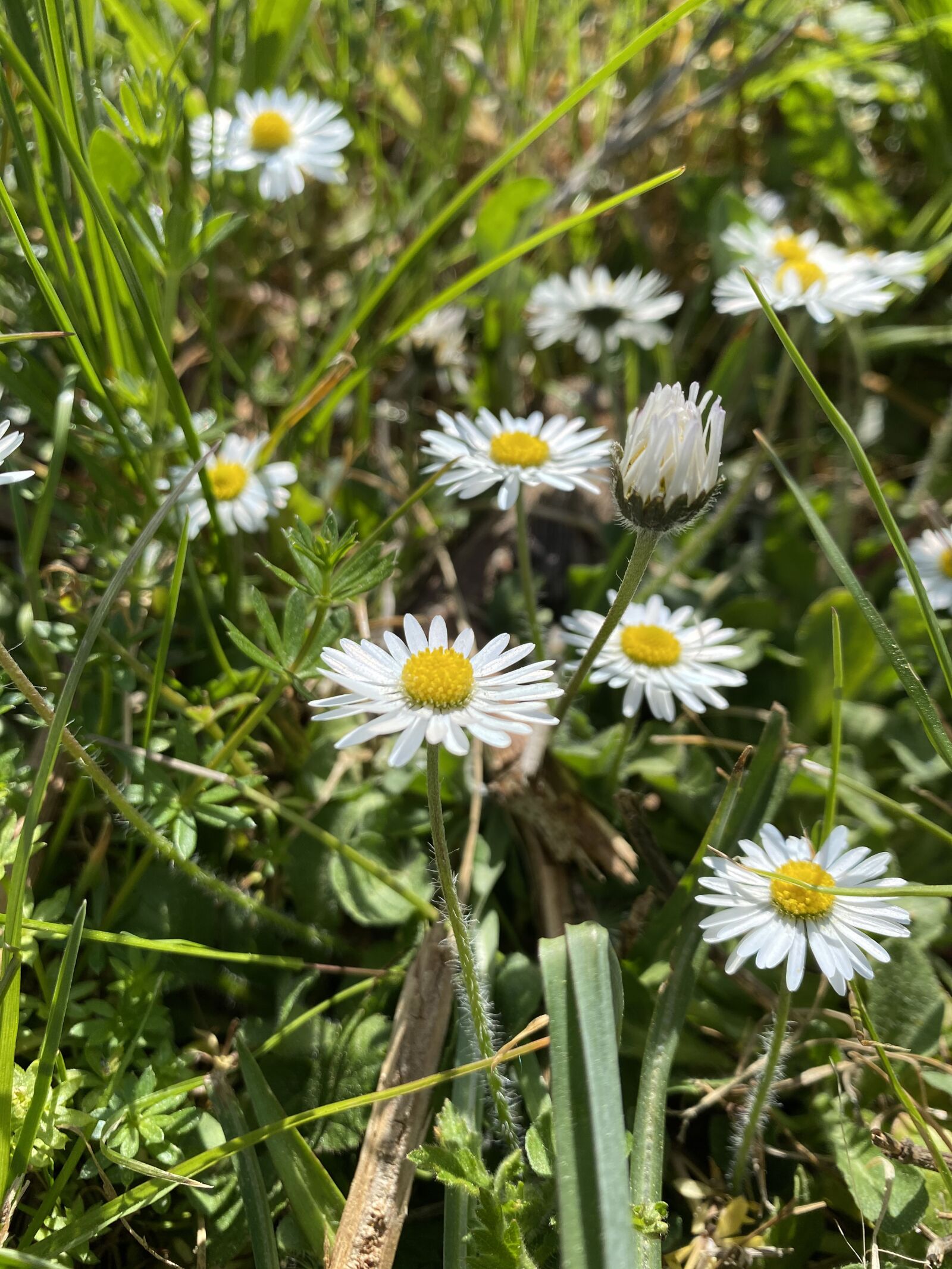 iPhone 11 back dual wide camera 4.25mm f/1.8 sample photo. Daisy, nature, meadow photography