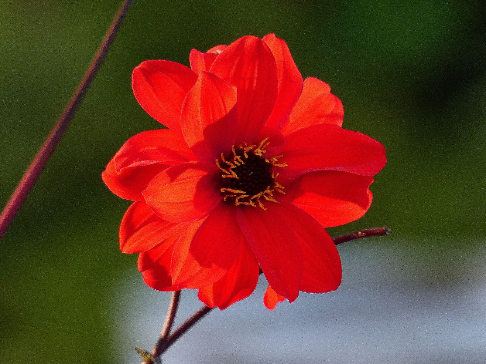 Panasonic Lumix DMC-FZ200 sample photo. Dahlia, red, plant photography