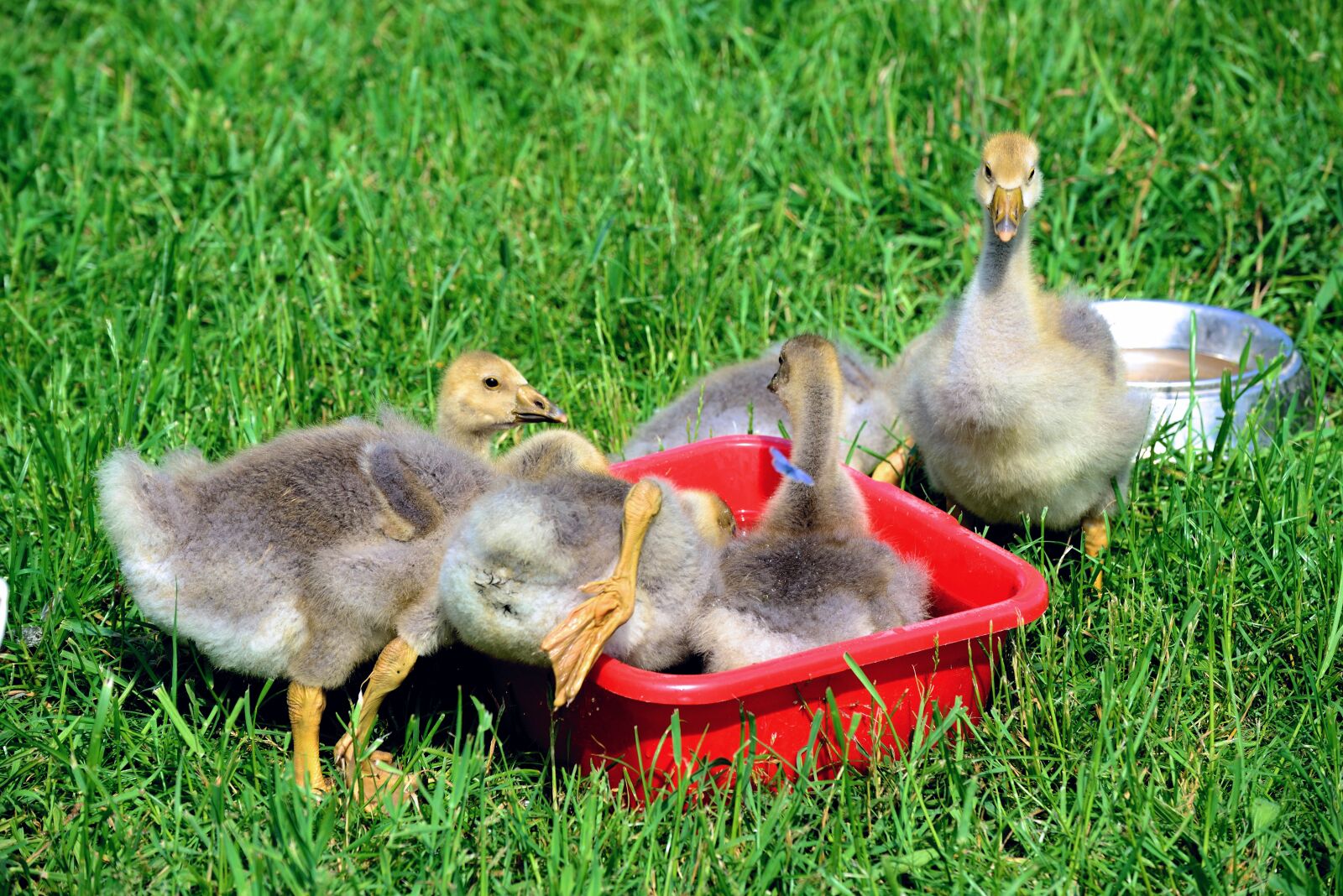 Nikon D610 sample photo. Goslings, geese, chicks photography