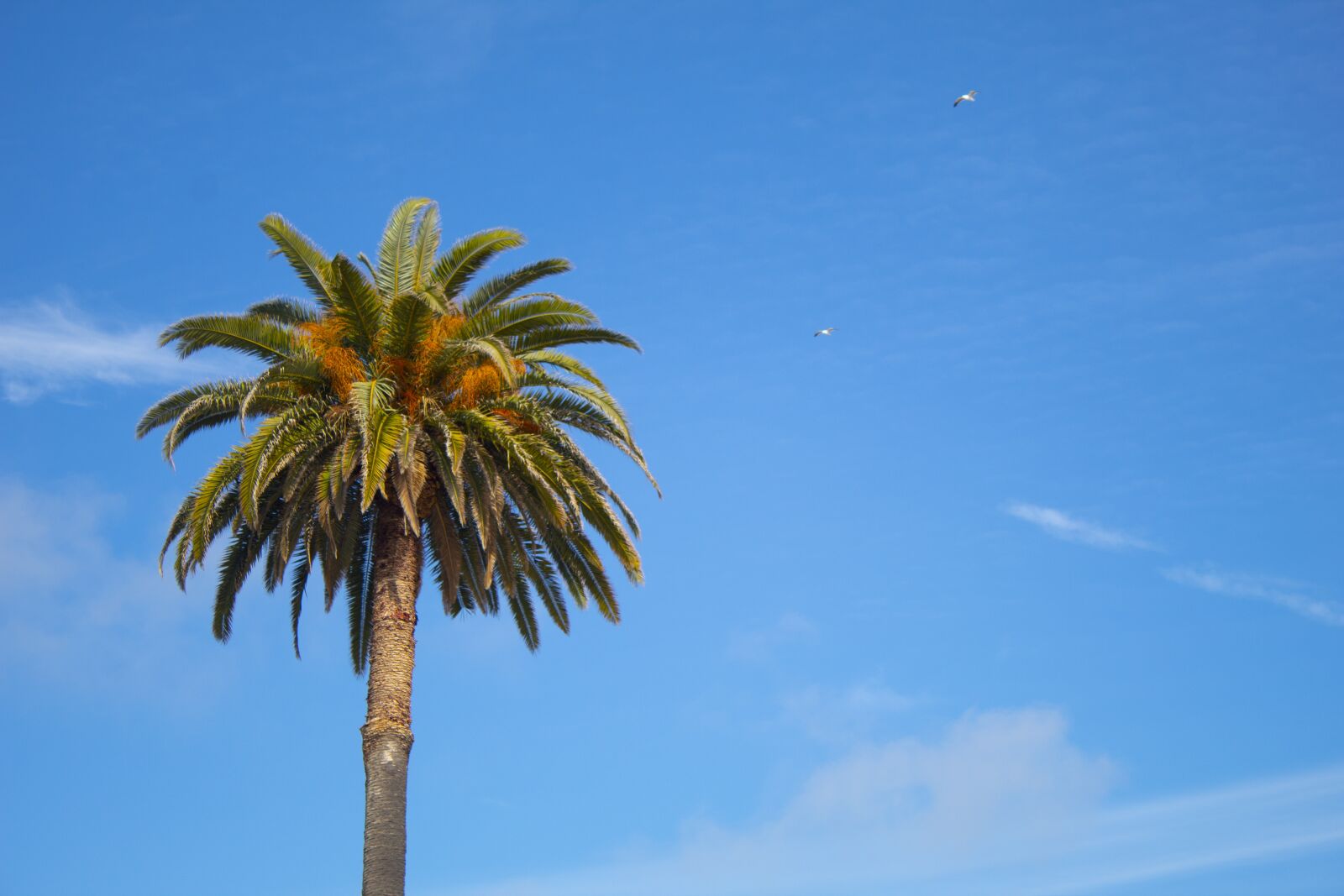 Canon EOS 1300D (EOS Rebel T6 / EOS Kiss X80) sample photo. Coconut tree, beach, summer photography