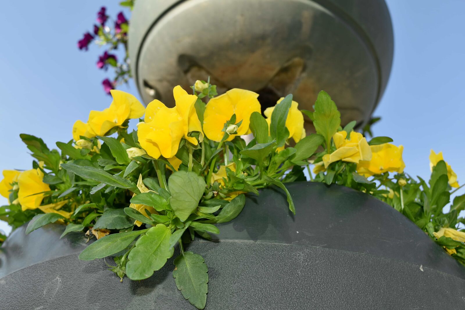 Nikon D5500 sample photo. Petunia, spring, still life photography