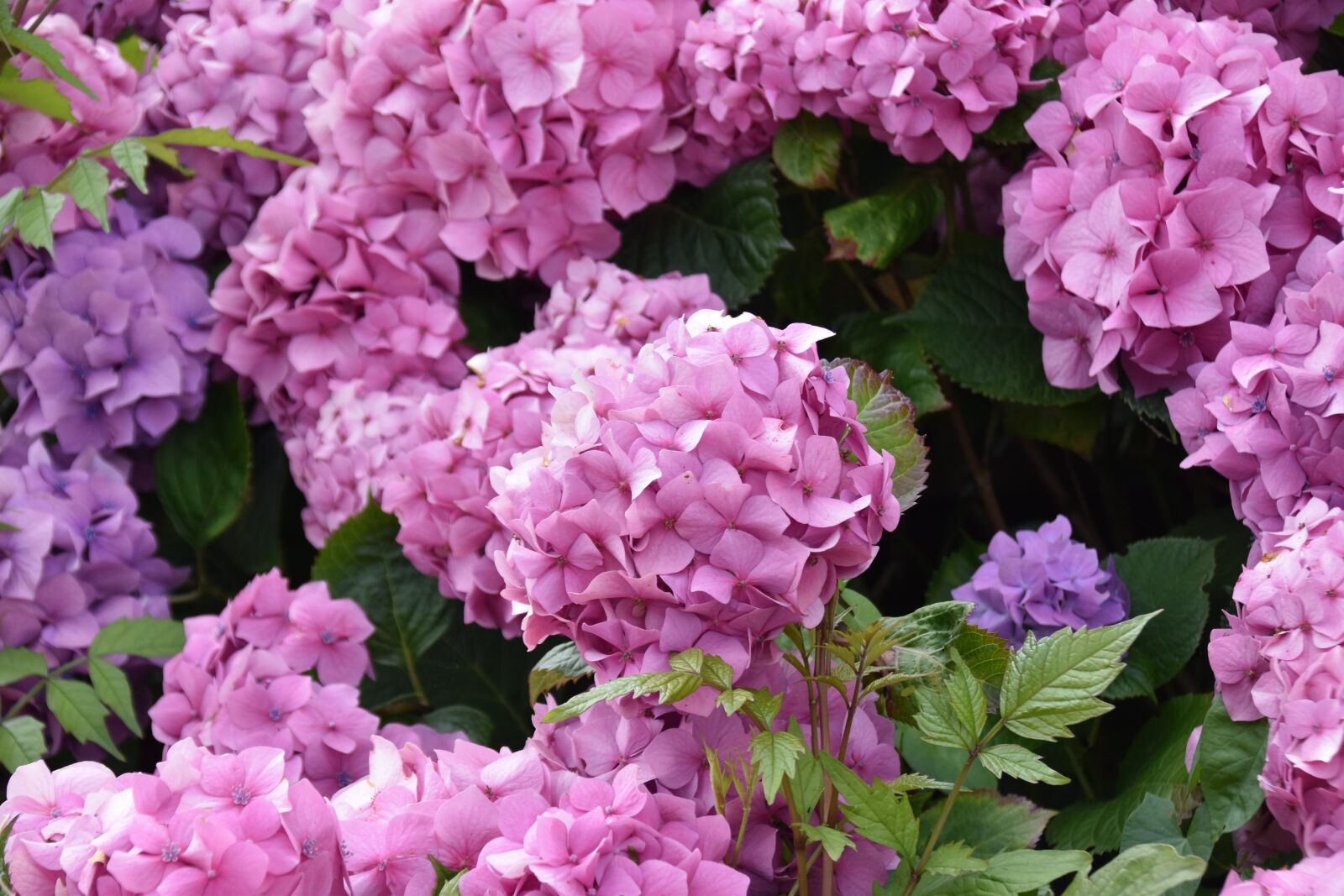 Nikon D5600 sample photo. Flowers, bloom, petals photography