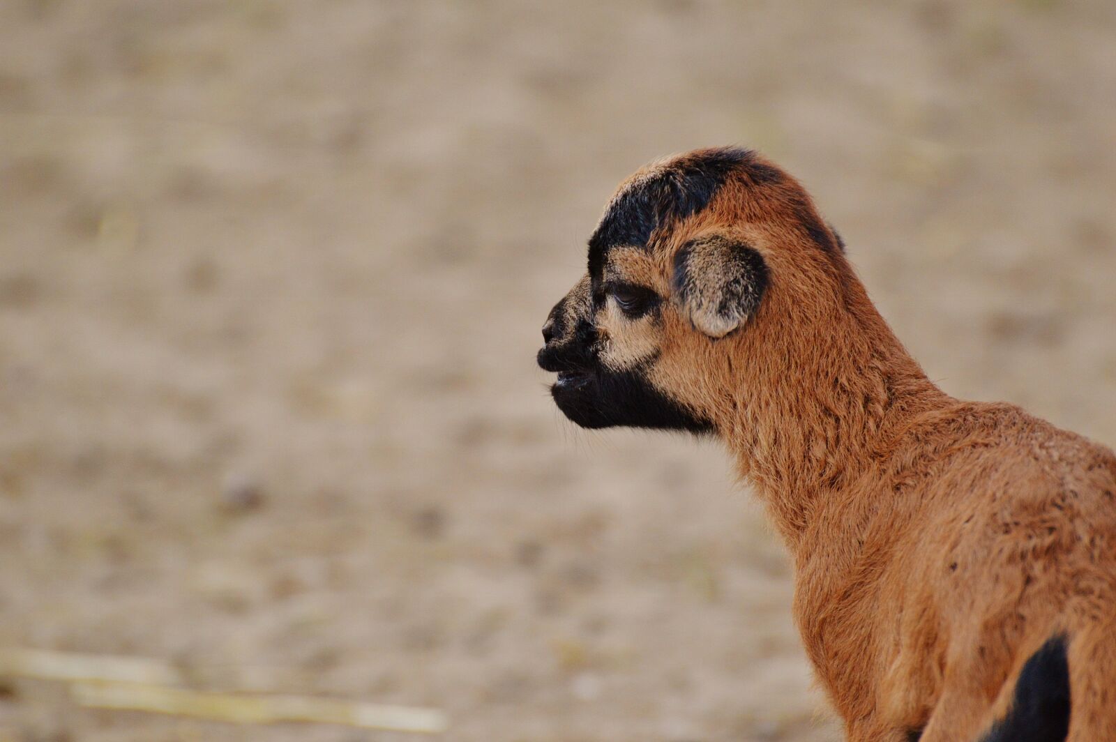 Nikon D3200 sample photo. Sheep, wildpark poing, reborn photography