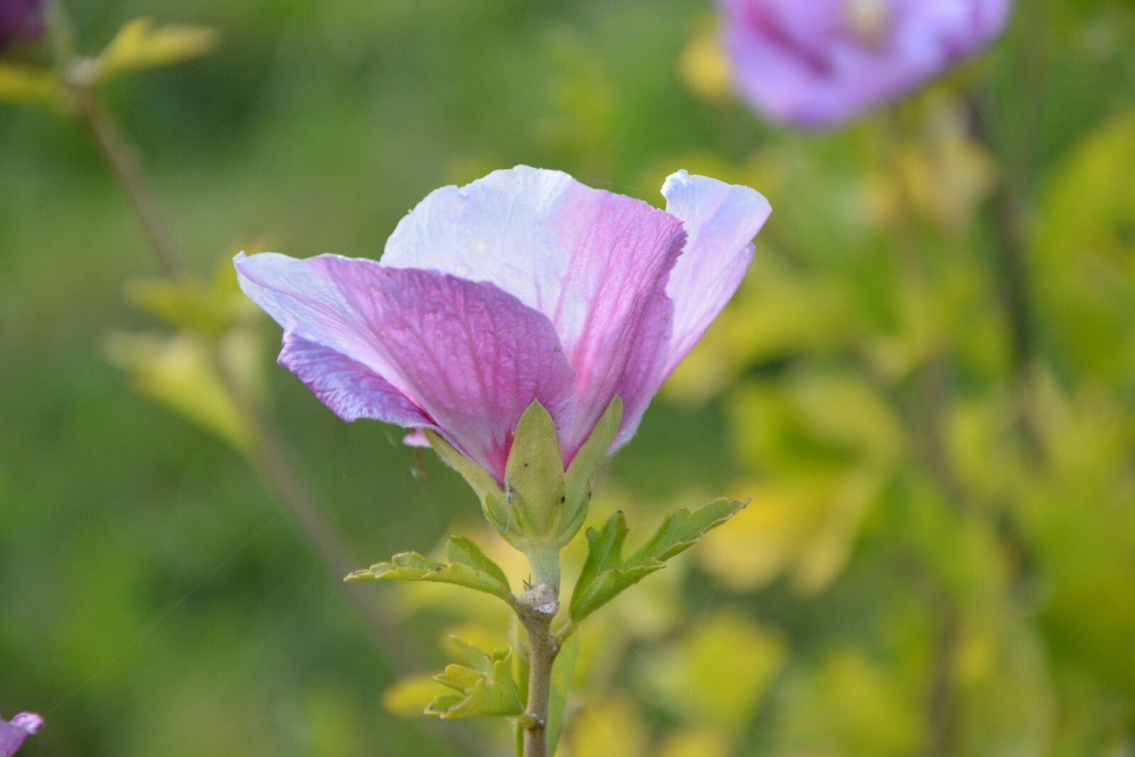 Nikon D5200 sample photo. Flower, flowers, plant hibiscus photography
