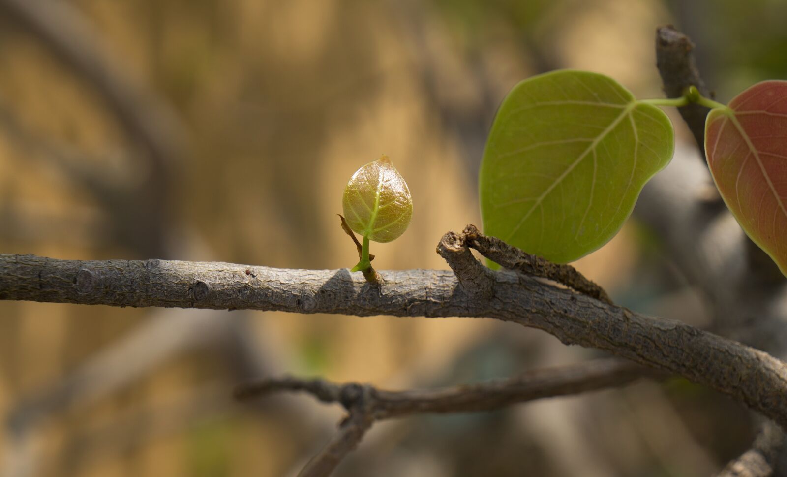Sony Alpha NEX-F3 + Sony E 18-55mm F3.5-5.6 OSS sample photo. Natural, germ, young leaves photography
