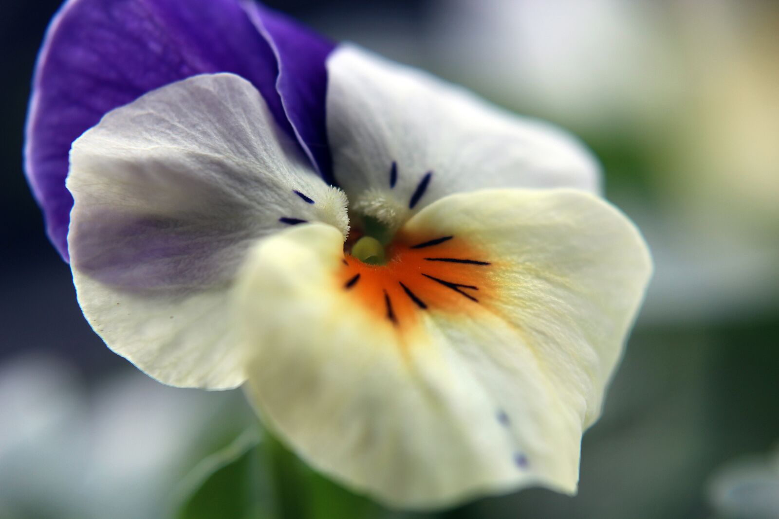 Canon EOS 1300D (EOS Rebel T6 / EOS Kiss X80) sample photo. Pansy, plant, spring photography