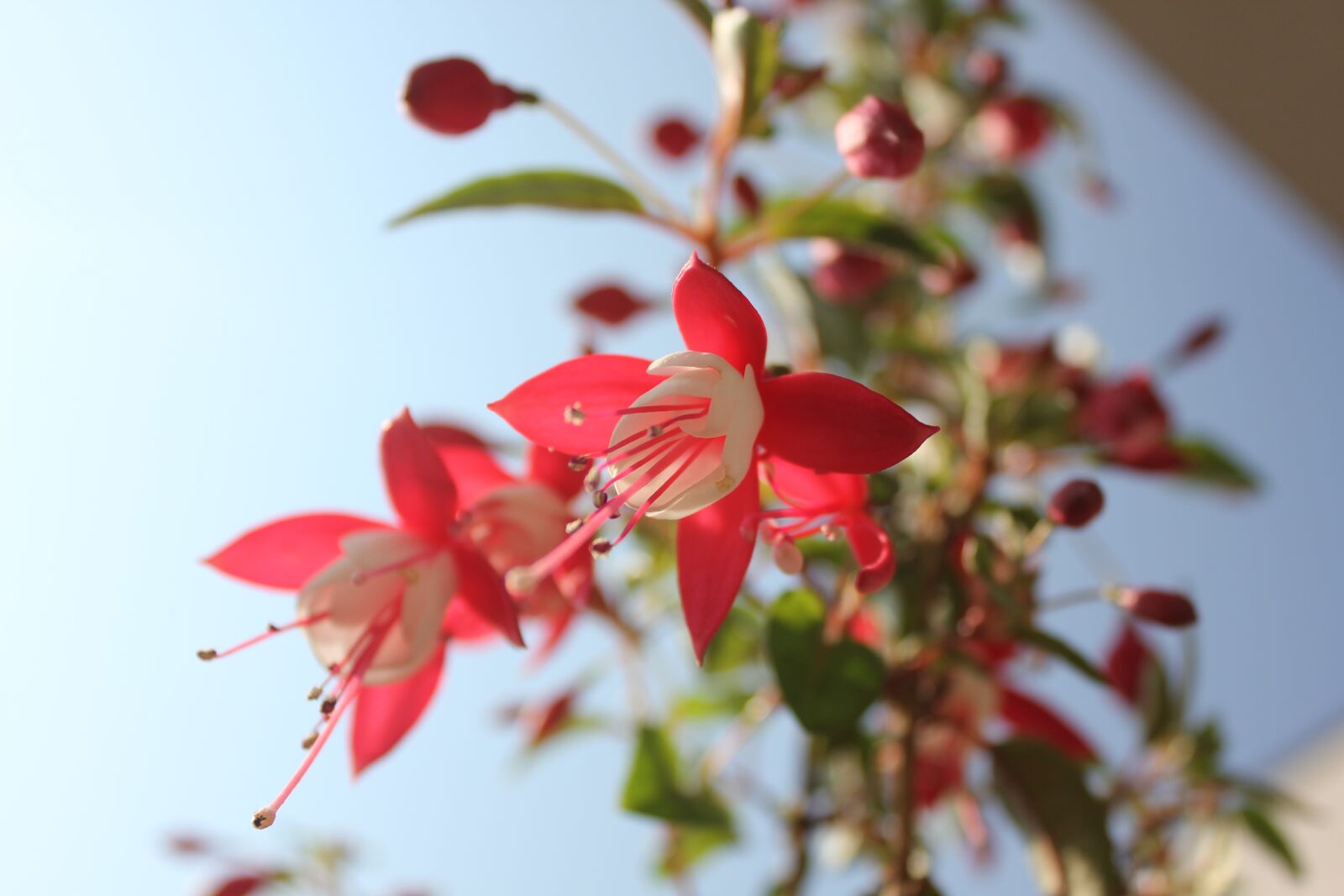 Canon EOS 550D (EOS Rebel T2i / EOS Kiss X4) sample photo. Flower, red, red flower photography