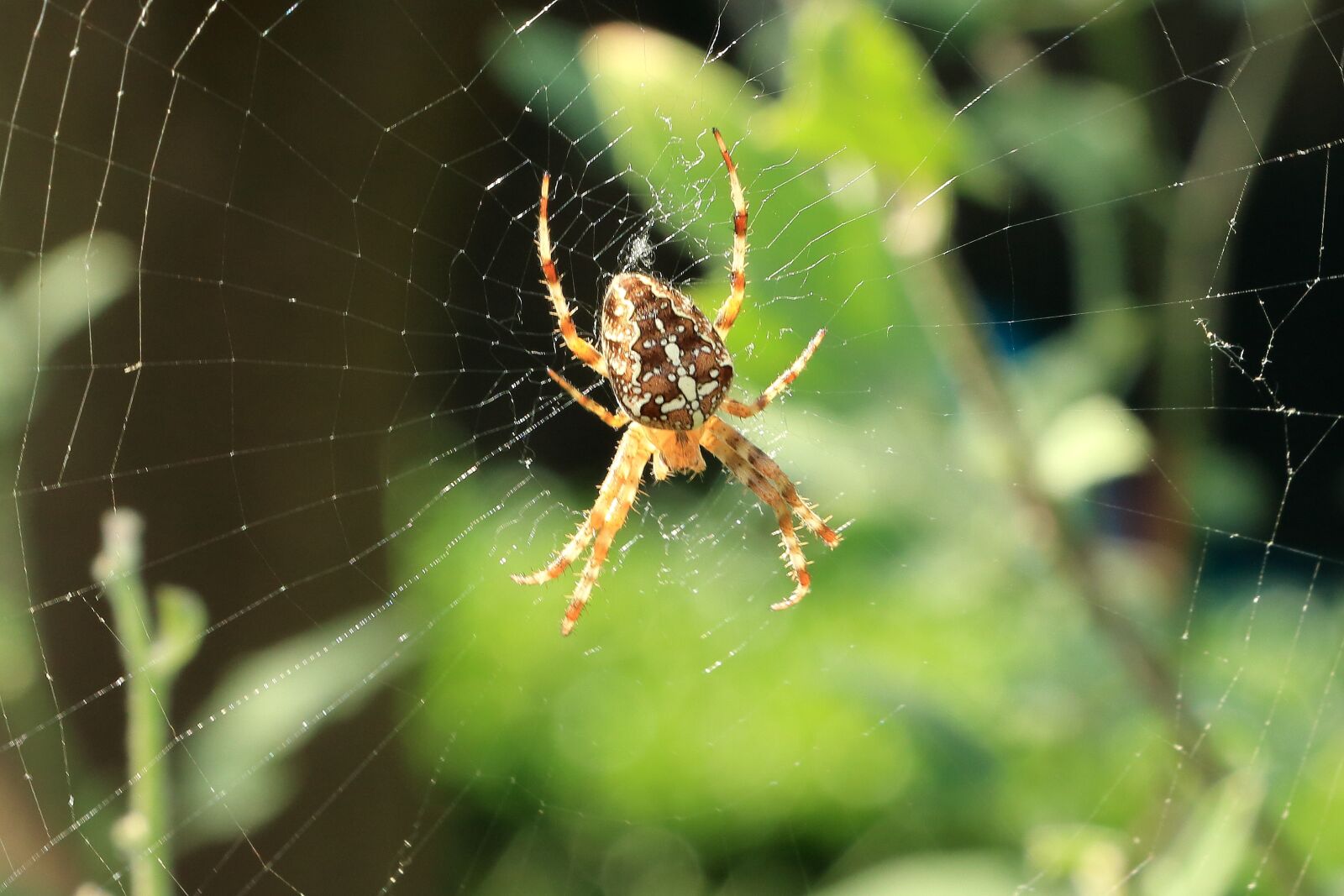 Canon EOS 700D (EOS Rebel T5i / EOS Kiss X7i) sample photo. Spider, araneus, cobweb photography