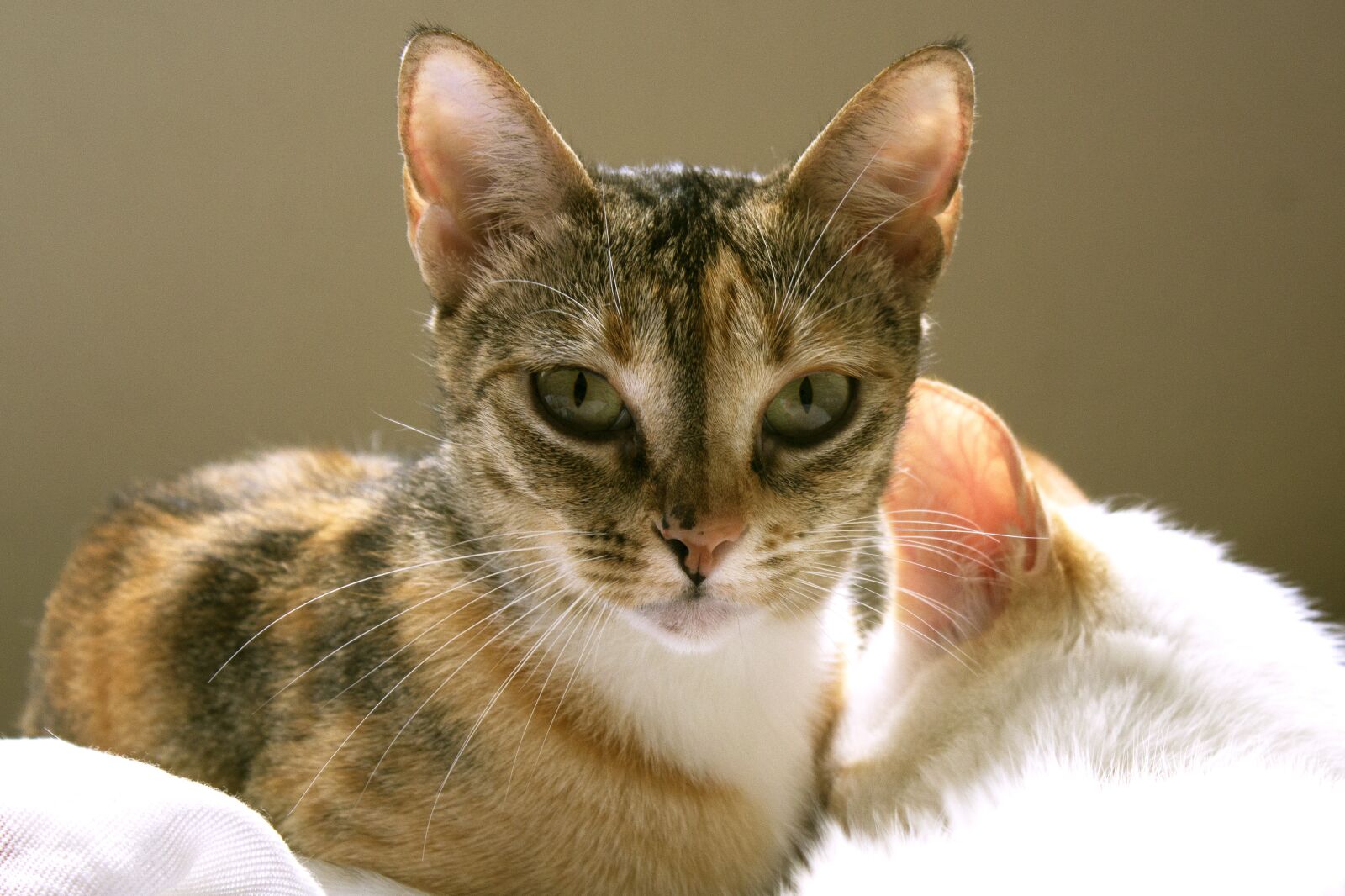 Canon EOS 1200D (EOS Rebel T5 / EOS Kiss X70 / EOS Hi) sample photo. Adorable, adult, animal photography