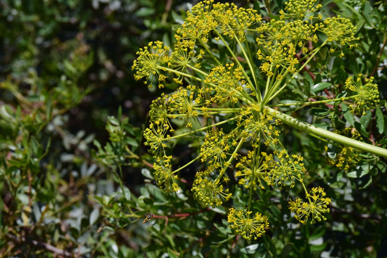 Nikon D3300 sample photo. Fennel, wild, wild fennel photography