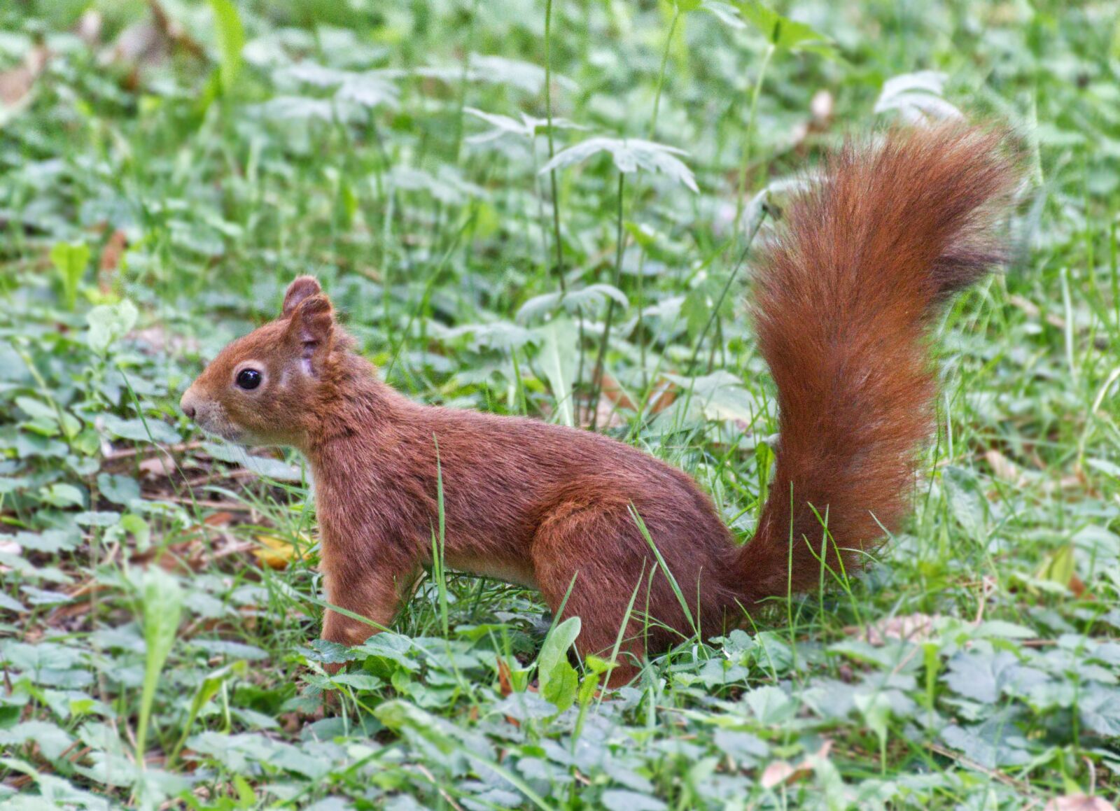 Canon EOS 1300D (EOS Rebel T6 / EOS Kiss X80) sample photo. Squirrel, animal, nature photography