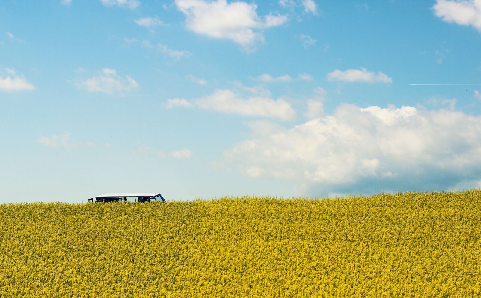 Canon EOS 600D (Rebel EOS T3i / EOS Kiss X5) + Canon EF 50mm F1.8 II sample photo. Field of rapeseeds, oilseed photography