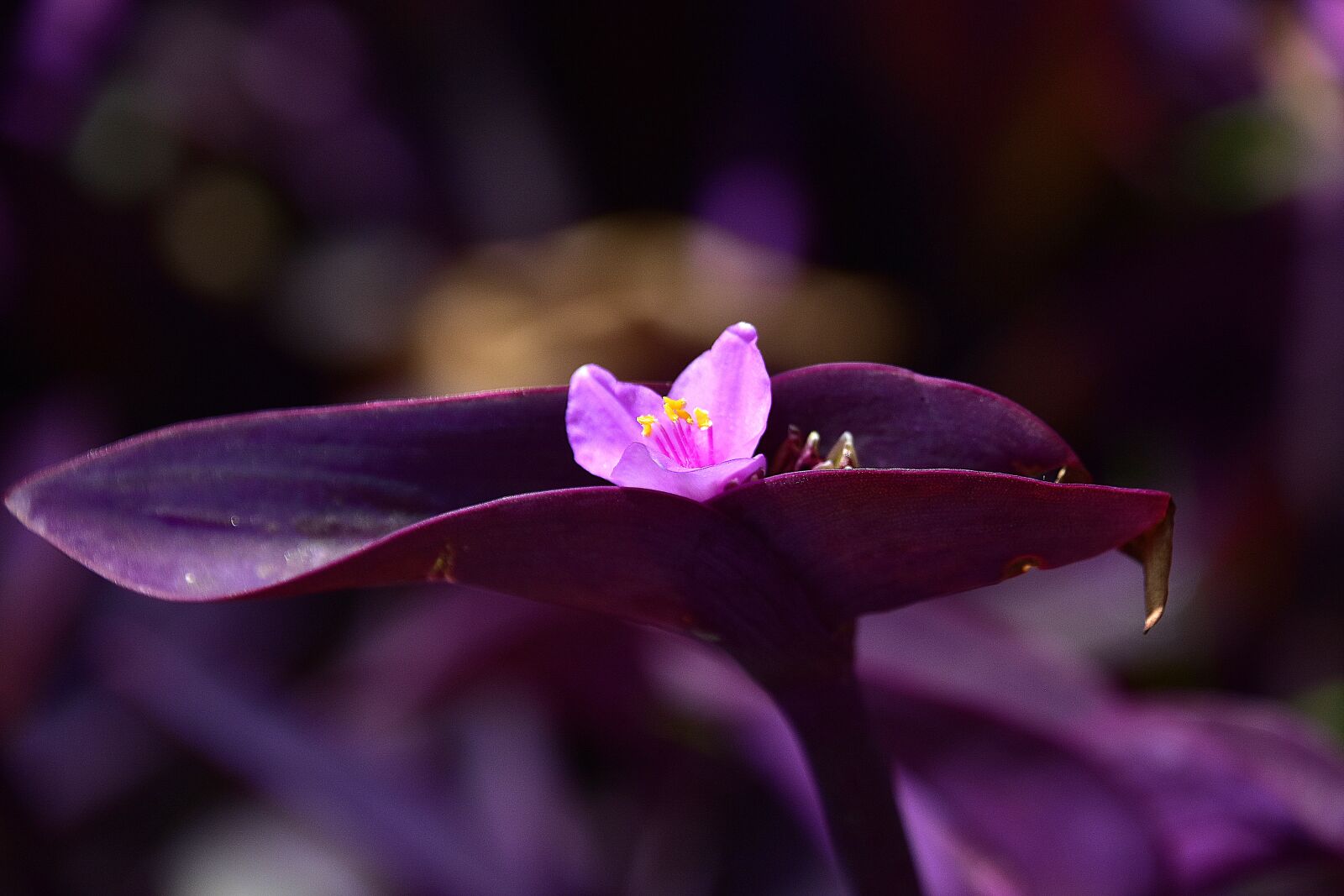 Nikon D7200 sample photo. Flower, garden, flowers photography