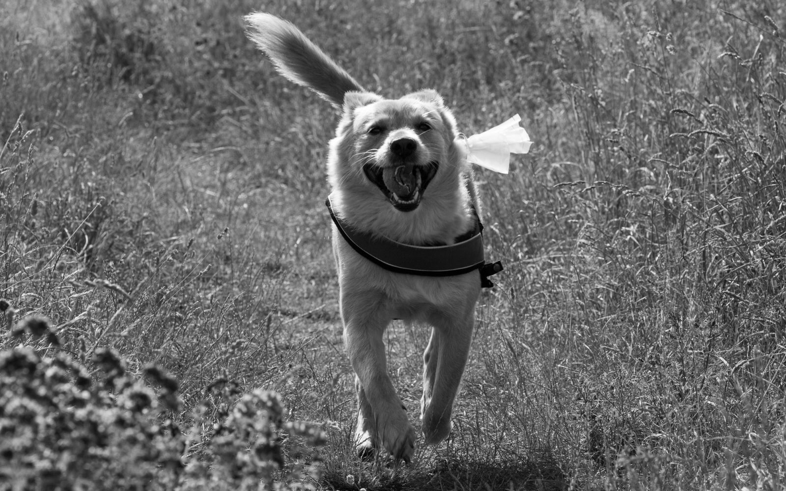 Canon EOS 600D (Rebel EOS T3i / EOS Kiss X5) sample photo. Dog, snout, tongue photography