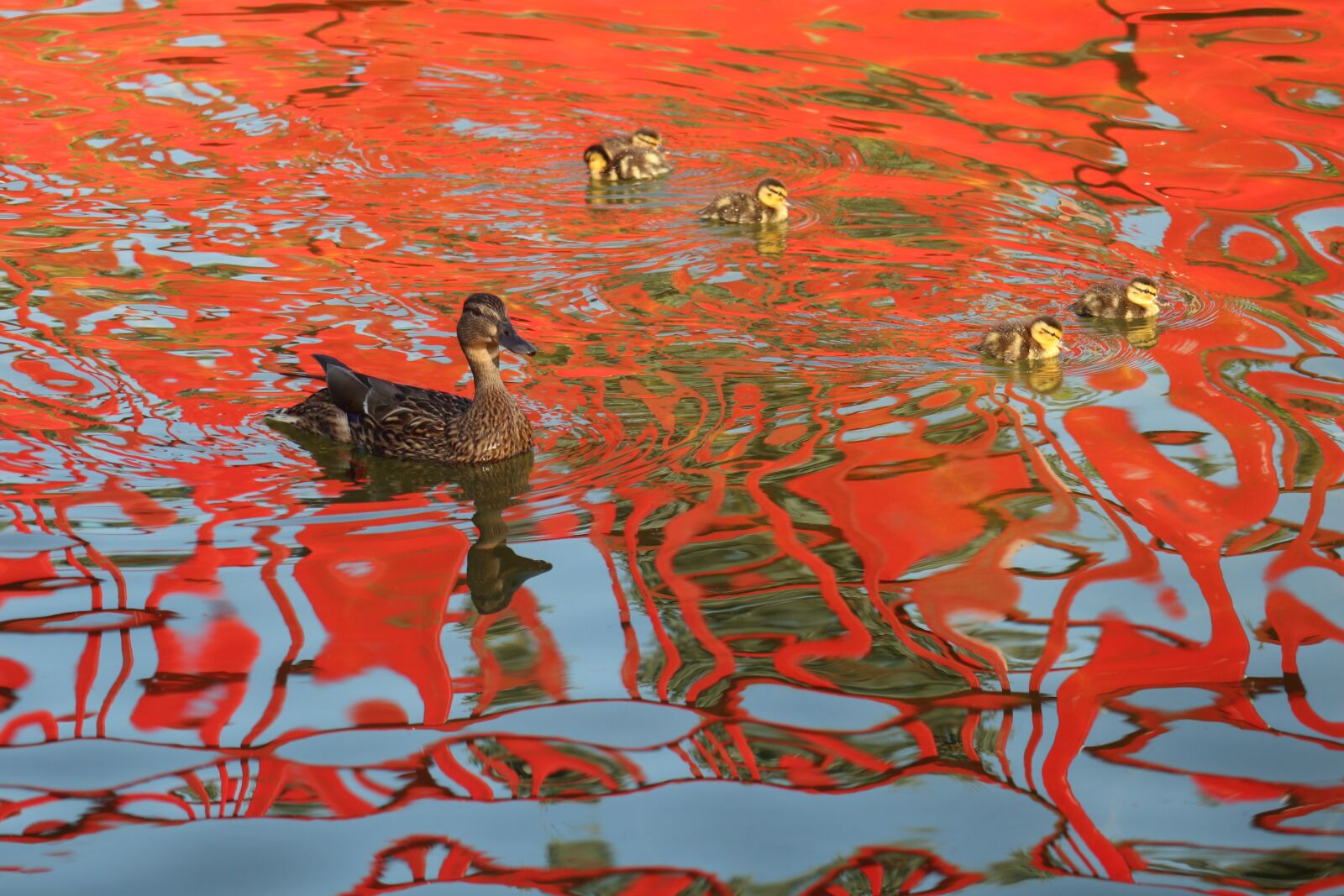 Canon EOS M6 sample photo. Ducks, kaczęta, reflection photography