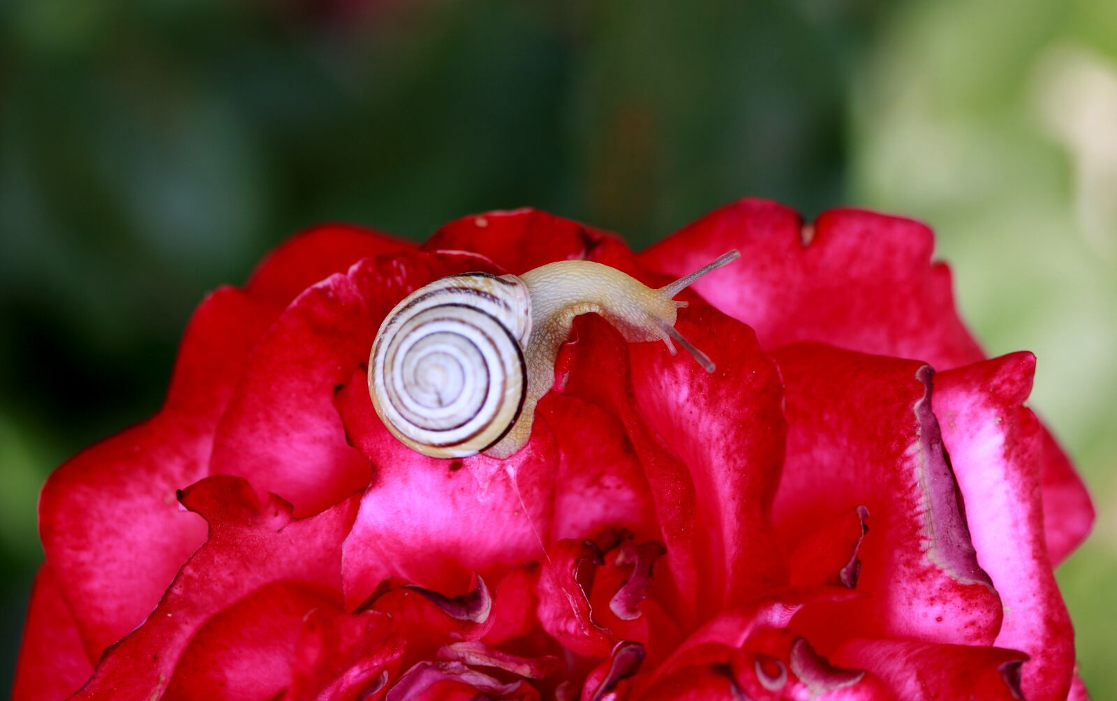 Canon EF-S 60mm F2.8 Macro USM sample photo. Snail, shell, rose photography