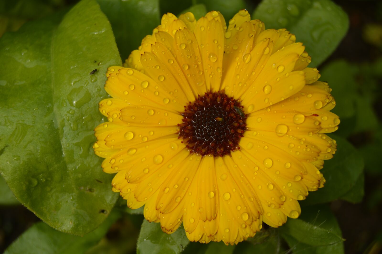 Nikon D3200 sample photo. Flower, yellow, nature photography