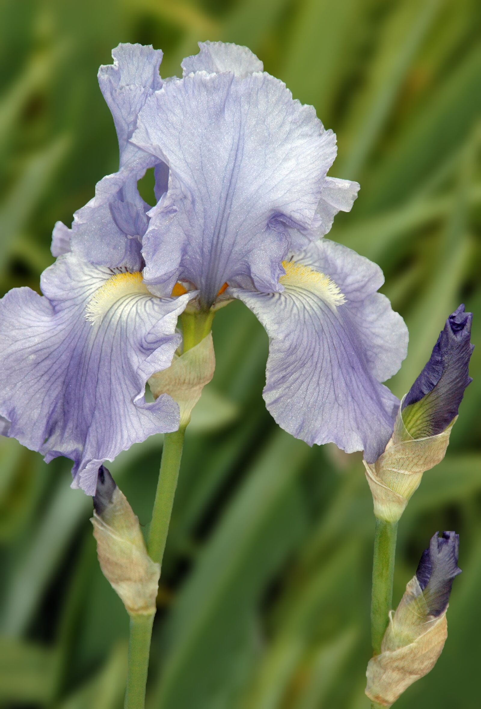 Nikon D70s sample photo. Iris, flower, garden photography
