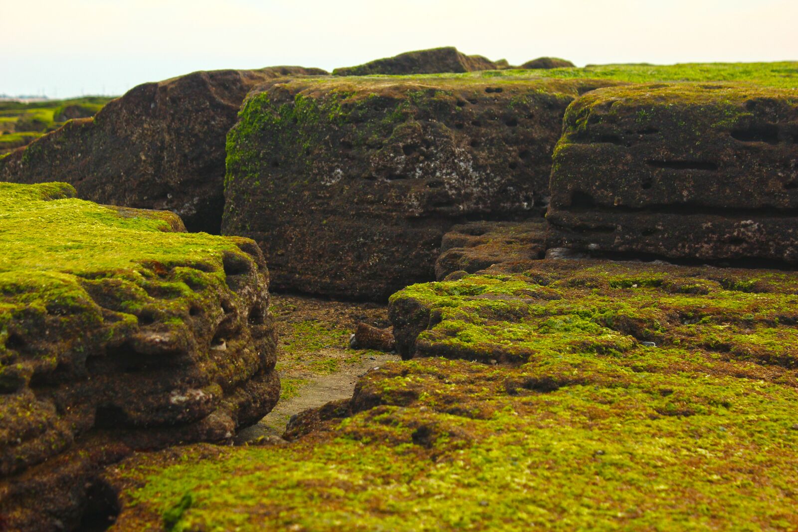 Canon EOS 600D (Rebel EOS T3i / EOS Kiss X5) sample photo. Coastal, rock, moss photography
